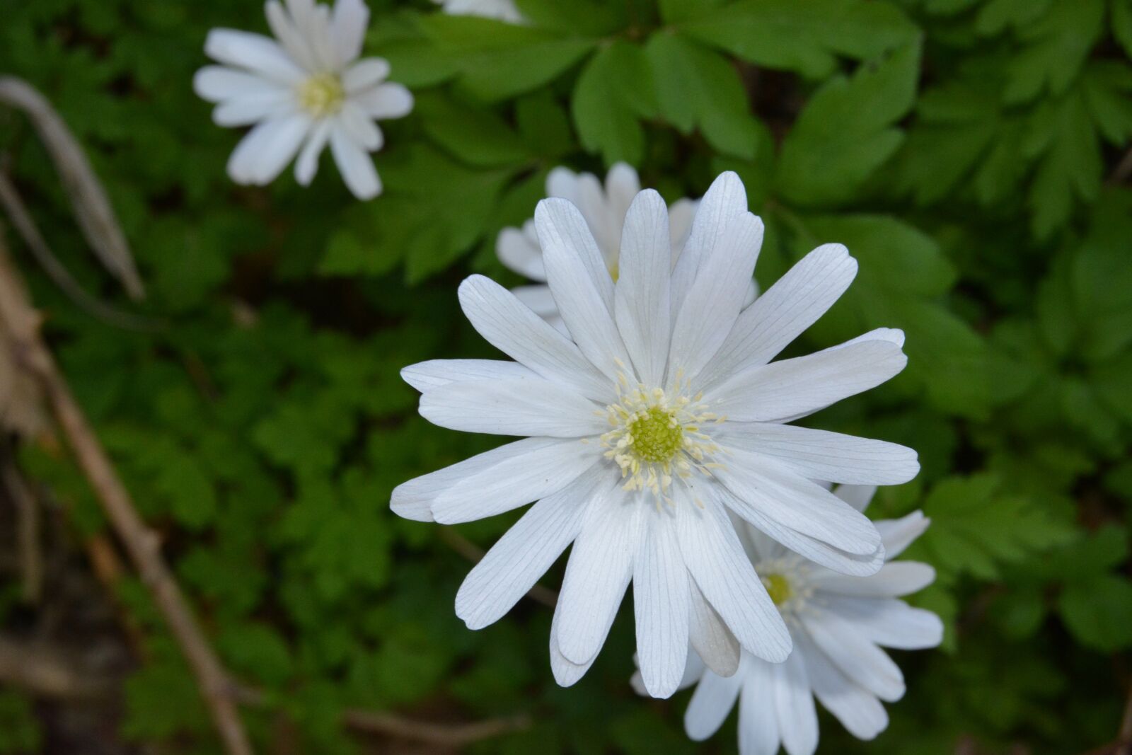 Nikon D5200 sample photo. Flowers, white, petals photography