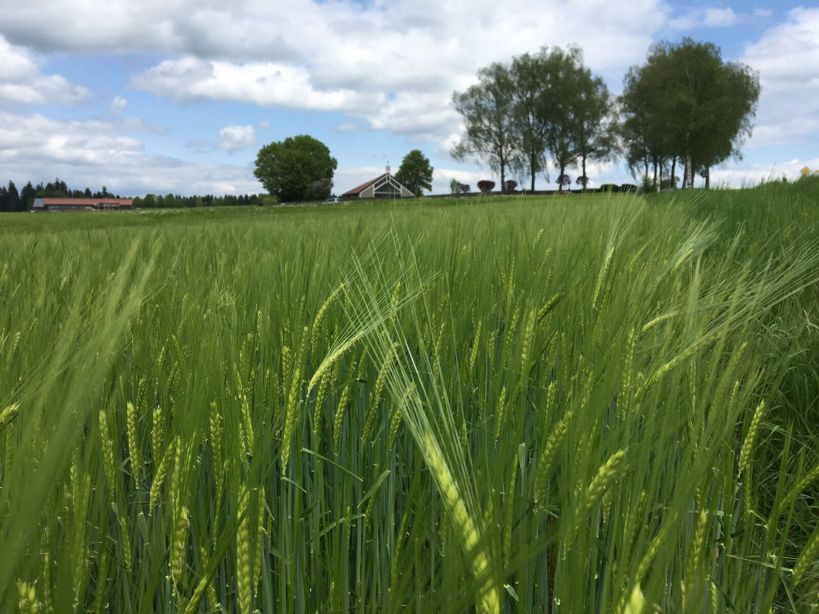 iPhone 6s back camera 4.15mm f/2.2 sample photo. Baum, friedhof, grun, himmel photography