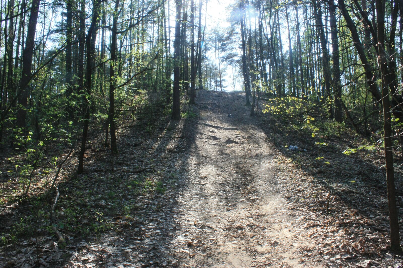 Canon EOS 450D (EOS Rebel XSi / EOS Kiss X2) sample photo. Way, spacer, forest photography