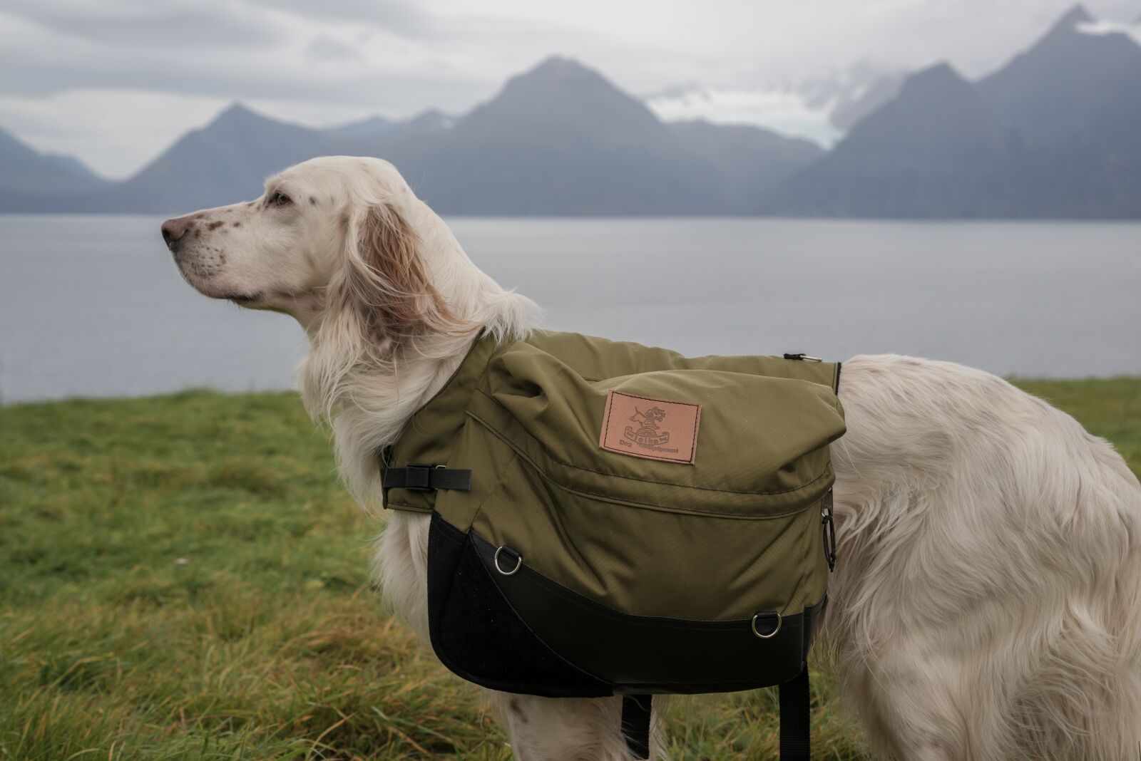 Nikon D800 sample photo. Dog, laika, lyngen photography