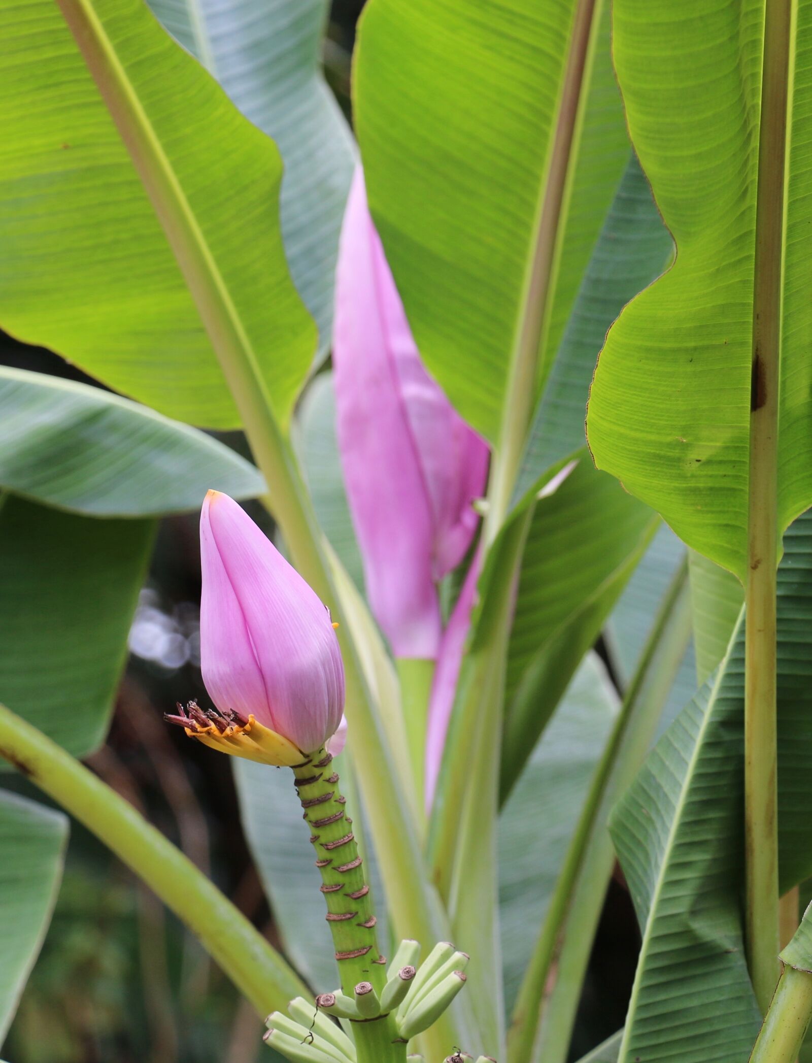 Canon EOS 70D sample photo. Flower, blossom, nature photography