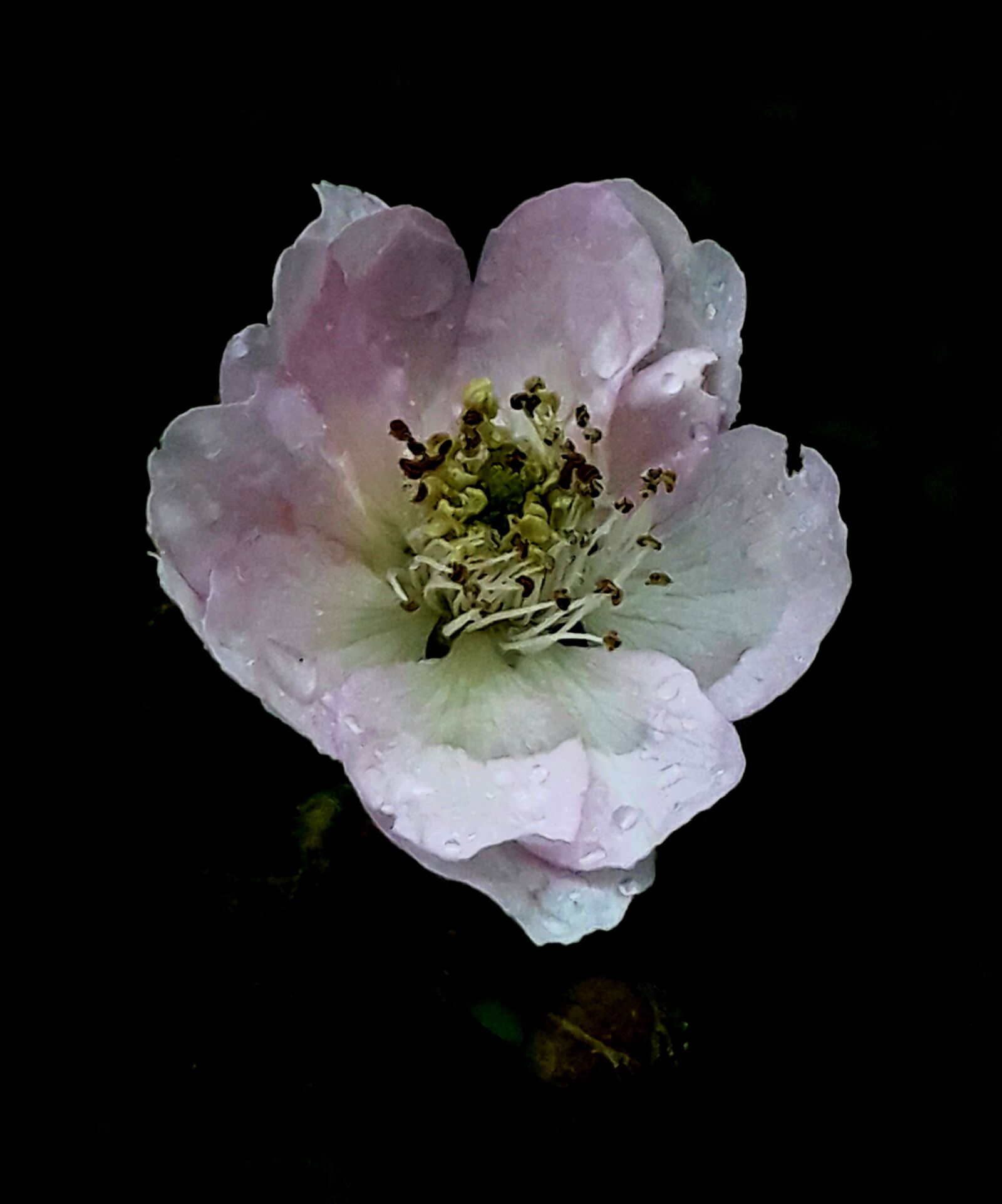 Samsung Galaxy J7 sample photo. Flower, blackberry, richmond photography
