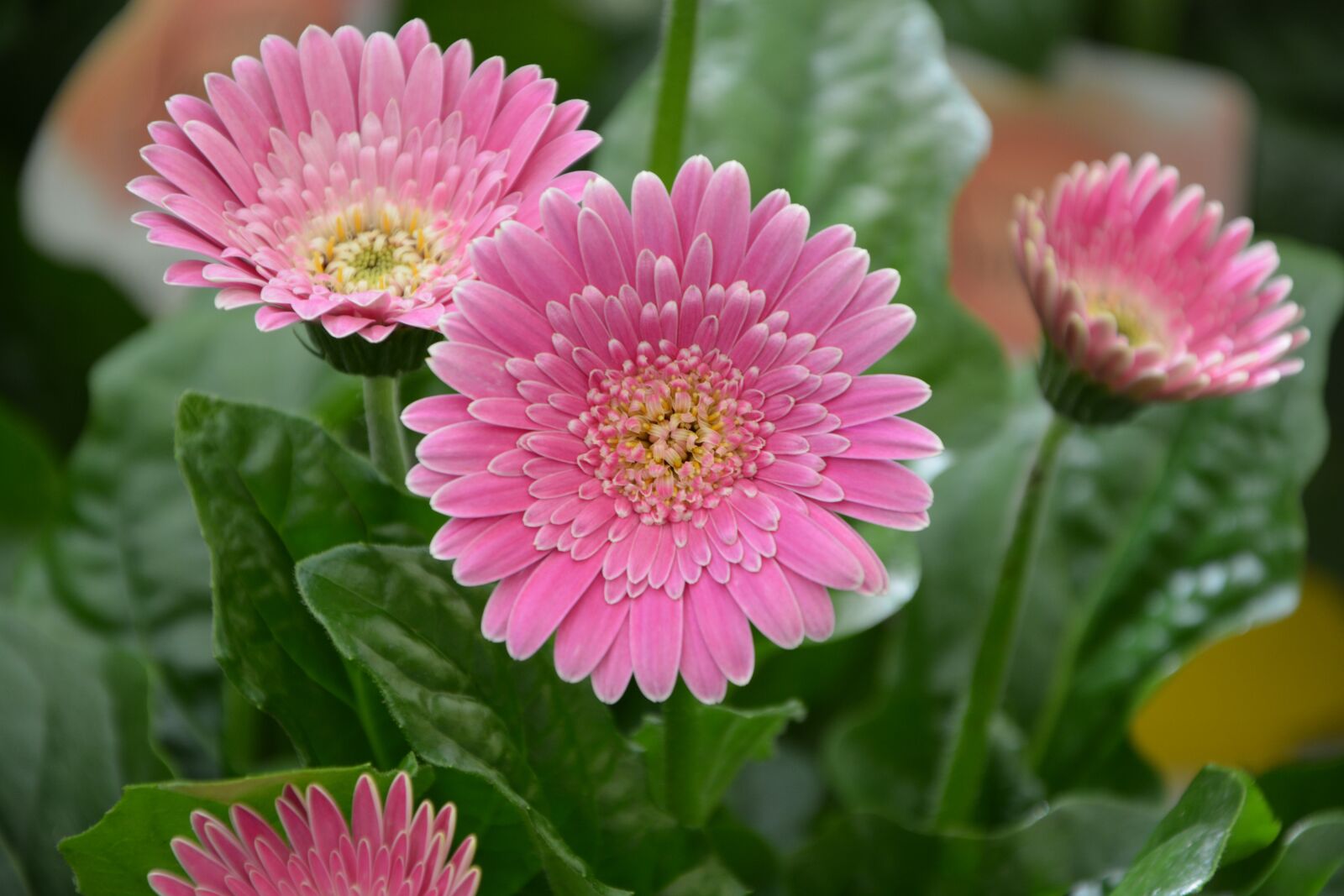 Nikon D5200 sample photo. Flower, bright pink yellow photography