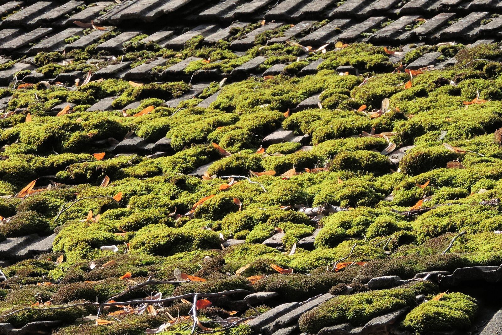 Nikon Coolpix P520 sample photo. Roof, tile, moss photography