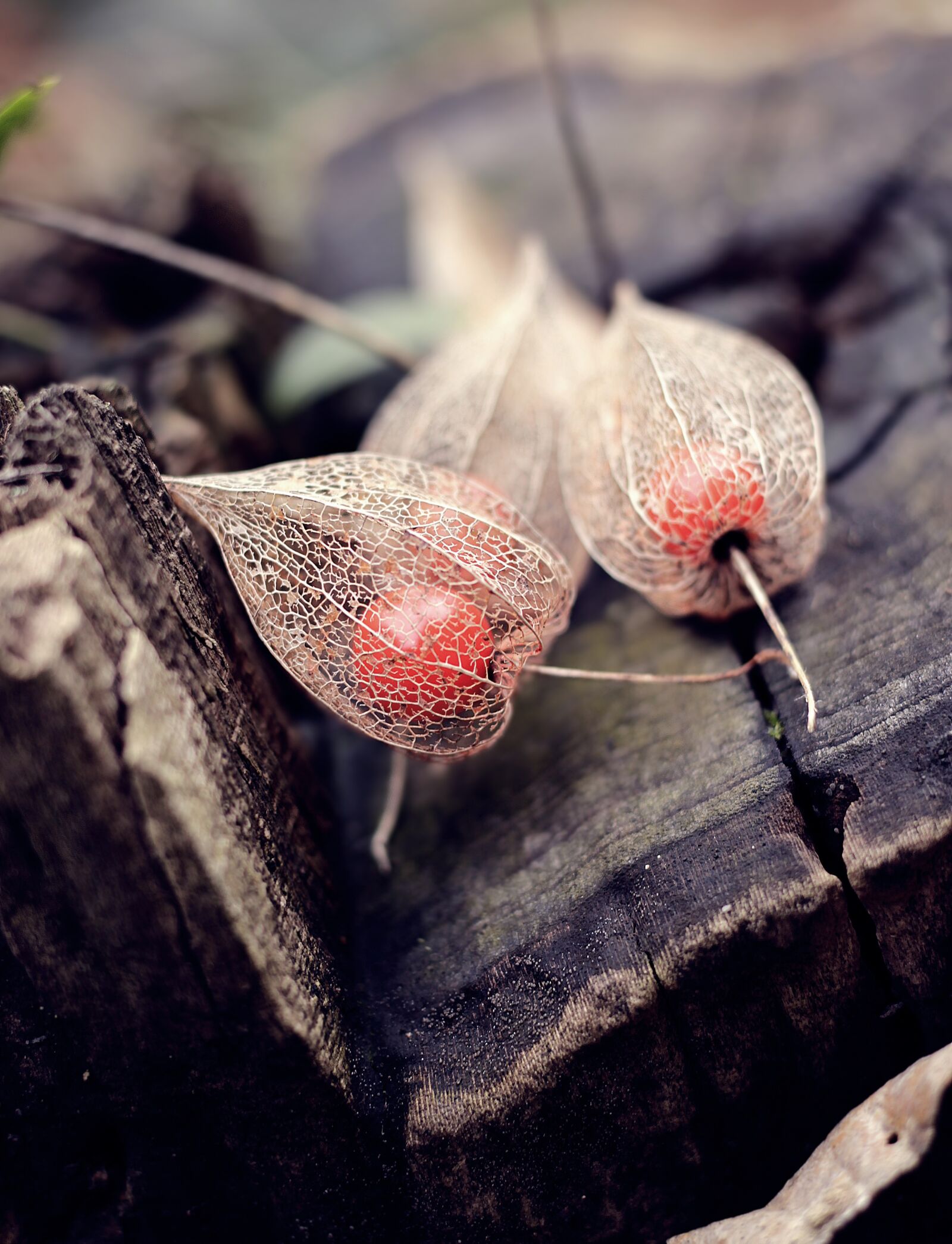Canon EOS 100D (EOS Rebel SL1 / EOS Kiss X7) sample photo. Physalis, cape gooseberry, winter photography