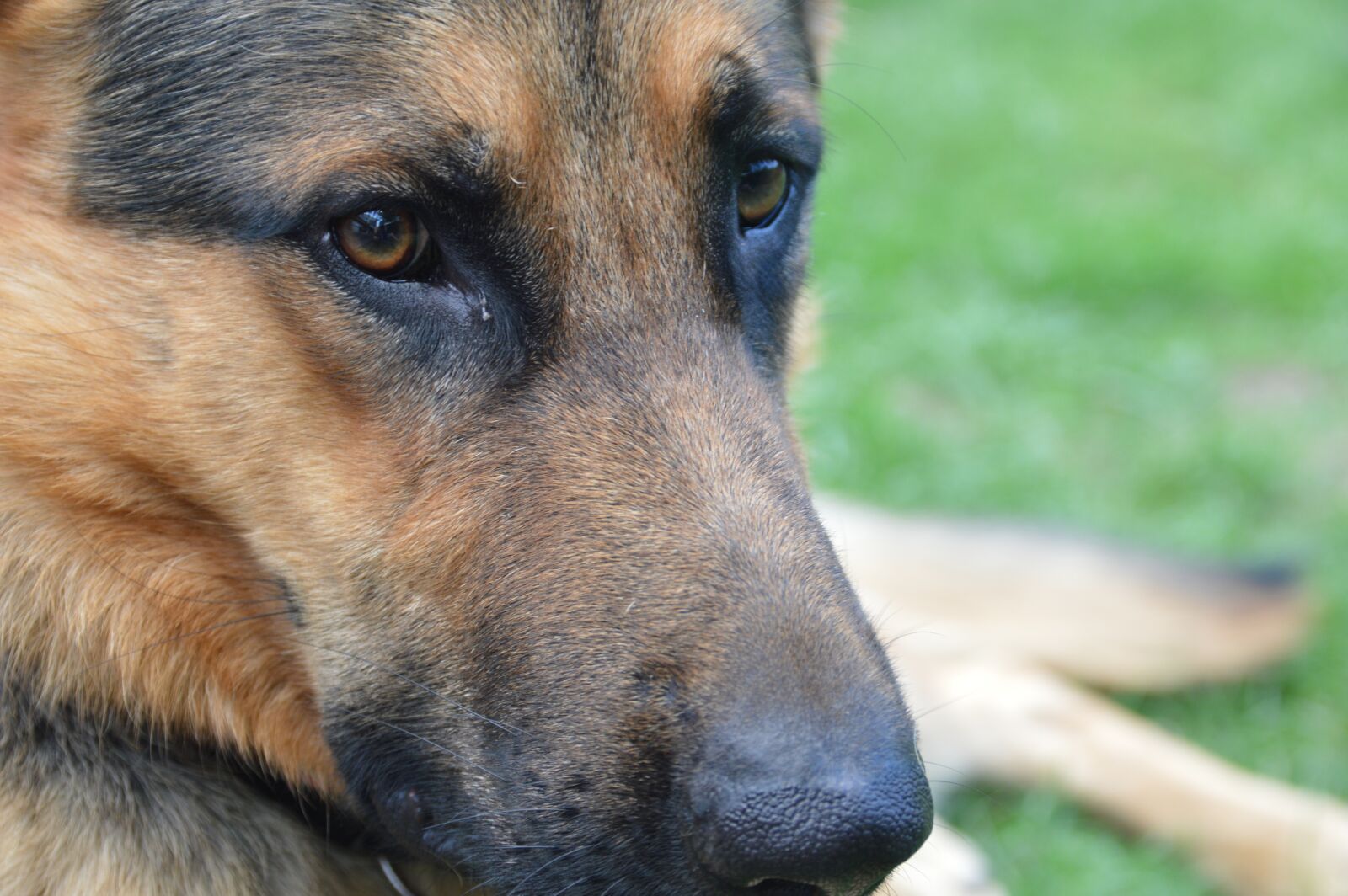 Nikon D3200 sample photo. Shepherd, german shepperd, dog photography