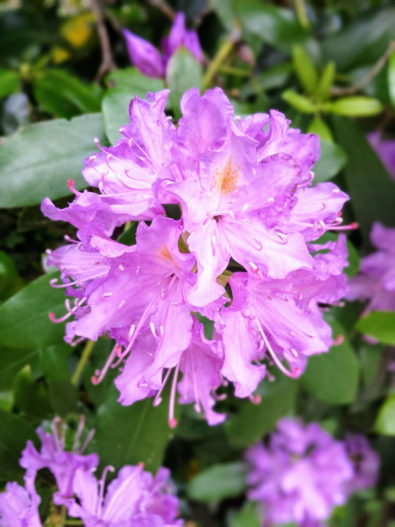 Samsung Galaxy S4 sample photo. Flower, lilac, garden photography