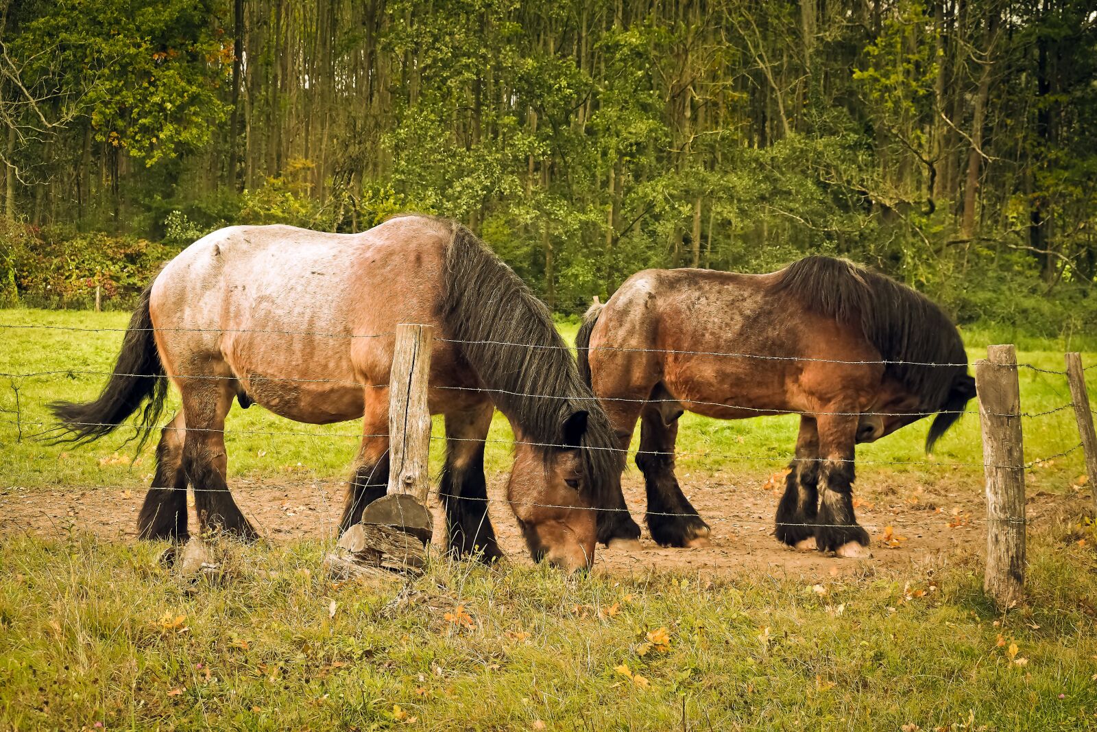 Olympus OM-D E-M10 sample photo. Horses, draft horses, livestock photography