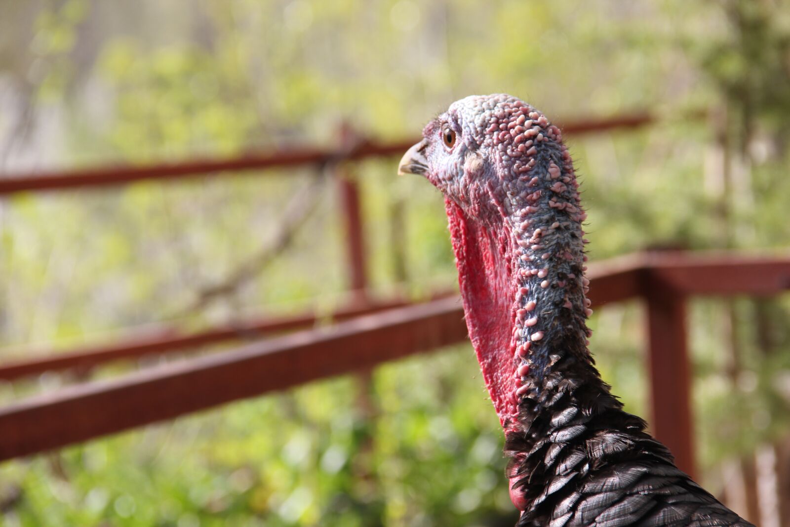 Canon EOS 550D (EOS Rebel T2i / EOS Kiss X4) sample photo. Turkey, farm, agriculture photography