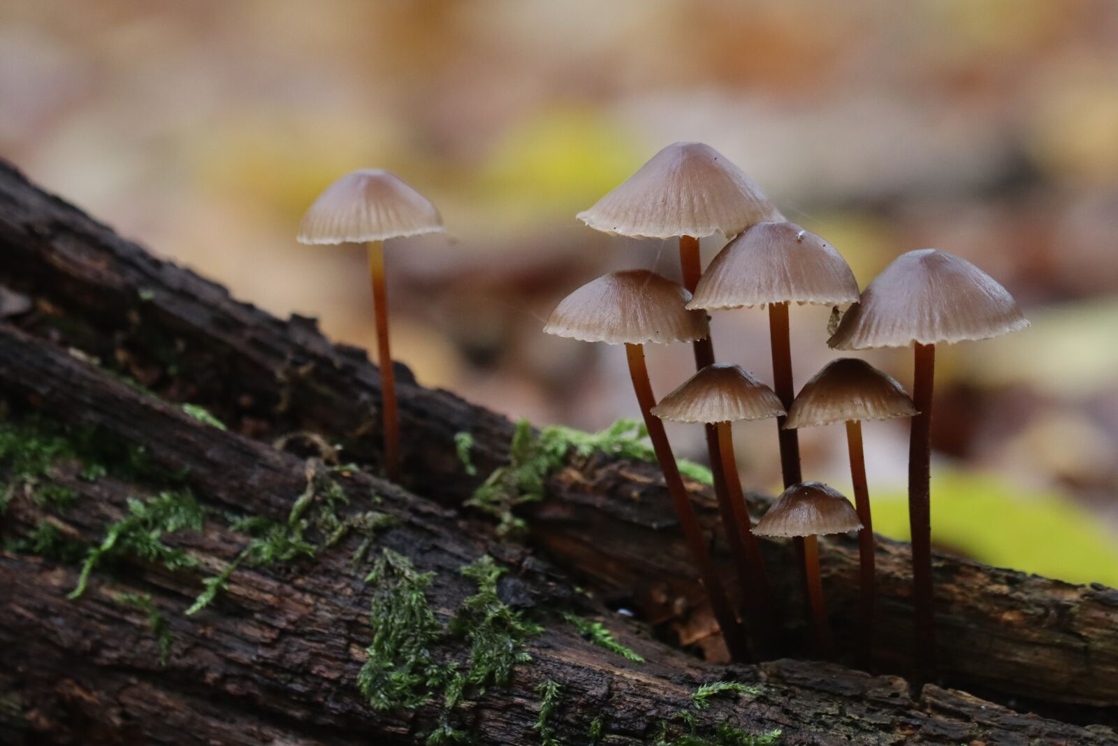 Canon EOS 250D (EOS Rebel SL3 / EOS Kiss X10 / EOS 200D II) sample photo. Mushrooms, woods, wood photography