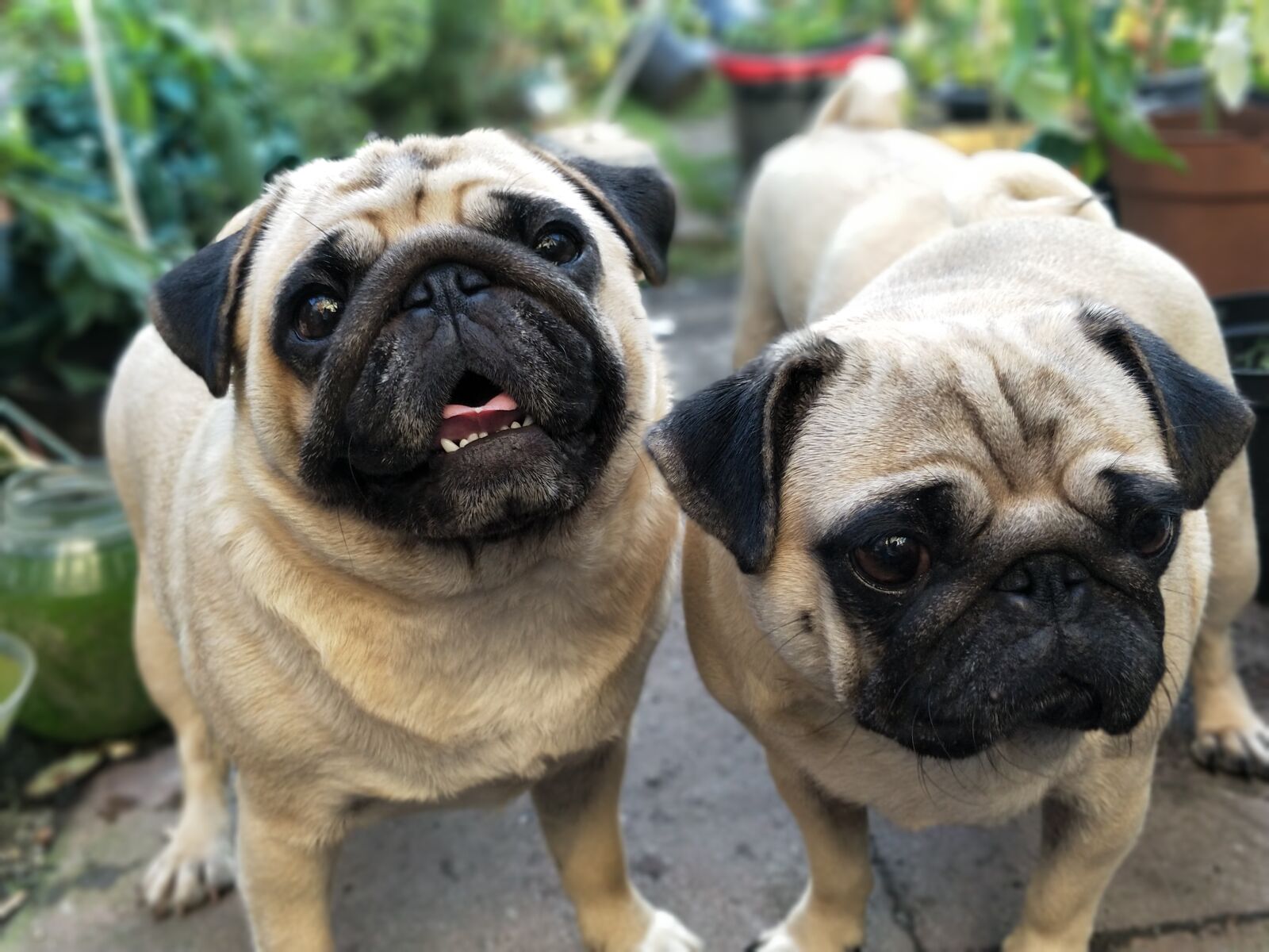 OnePlus 5 sample photo. Pugs, pug, dogs photography