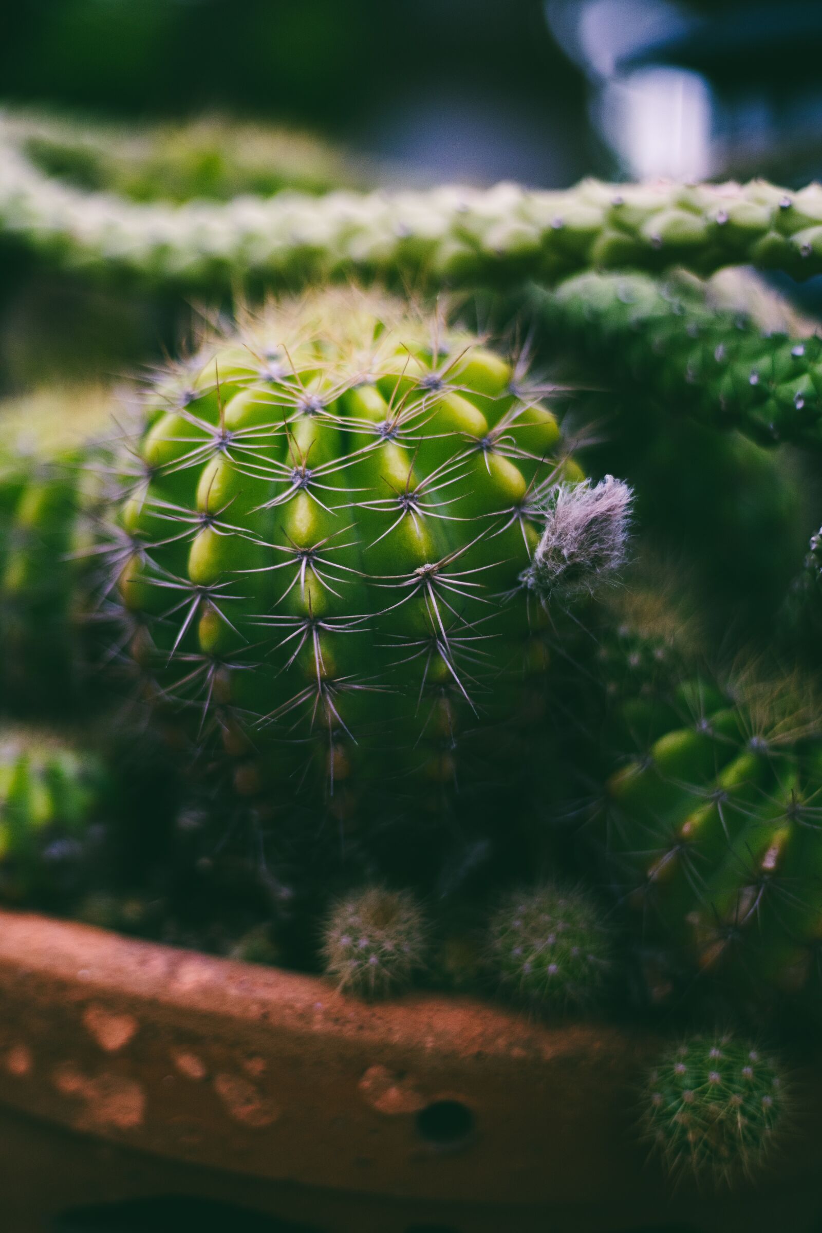 Canon EOS RP + Canon EF 50mm F1.8 STM sample photo. Thorns, cactus, plant photography