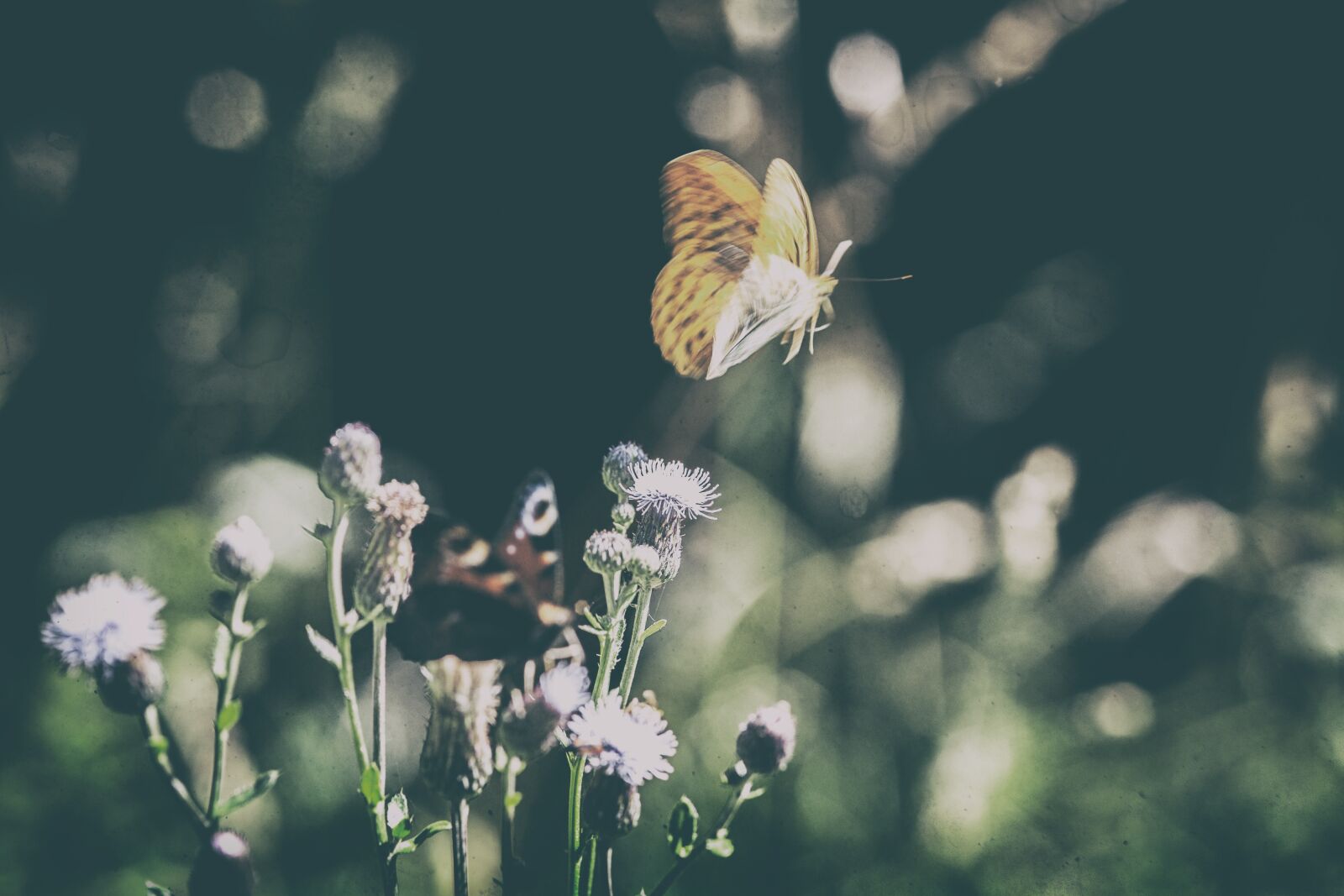 Nikon D700 sample photo. Butterfly, meadow, nature photography