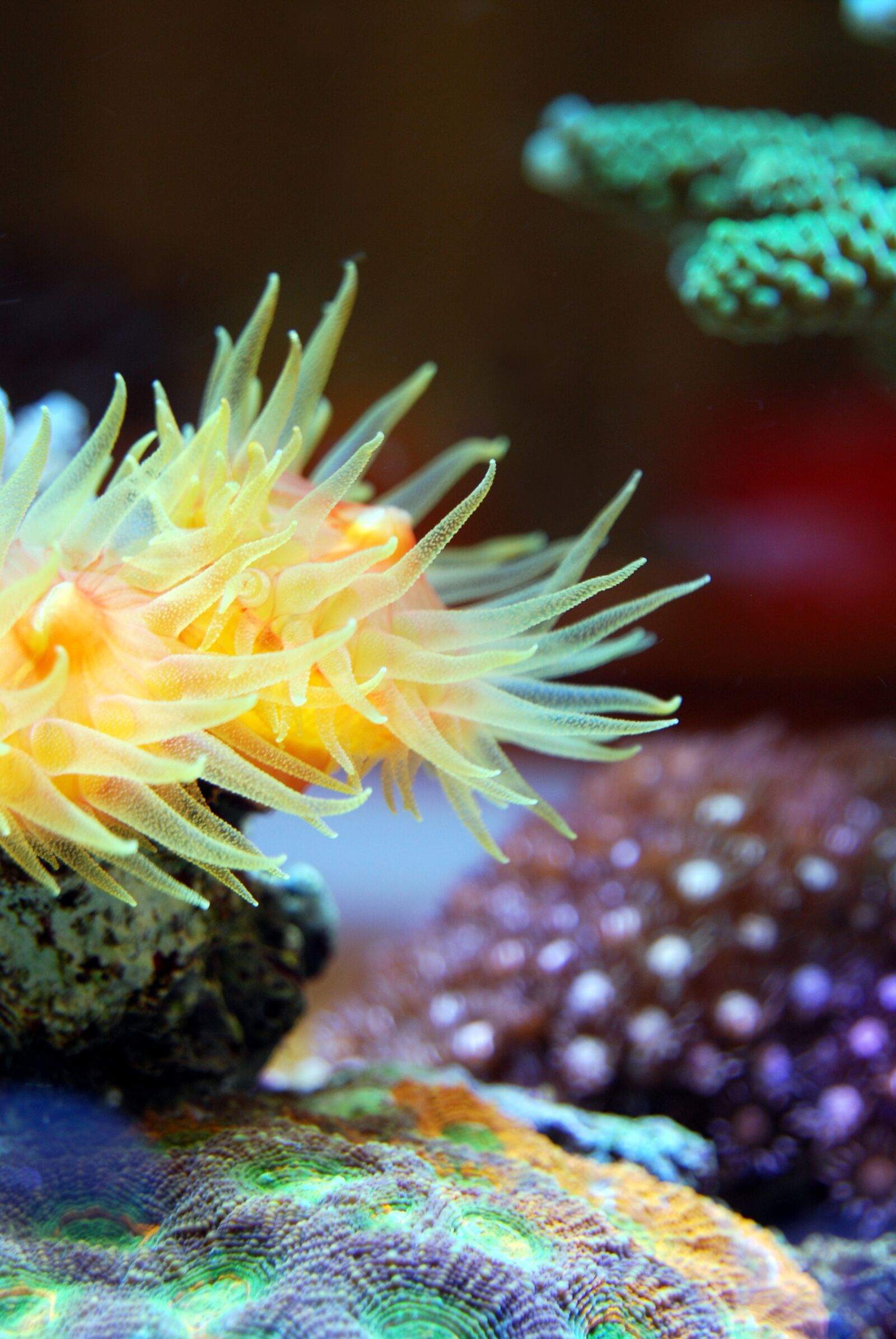 Nikon D40X sample photo. Coral, reef, sea photography