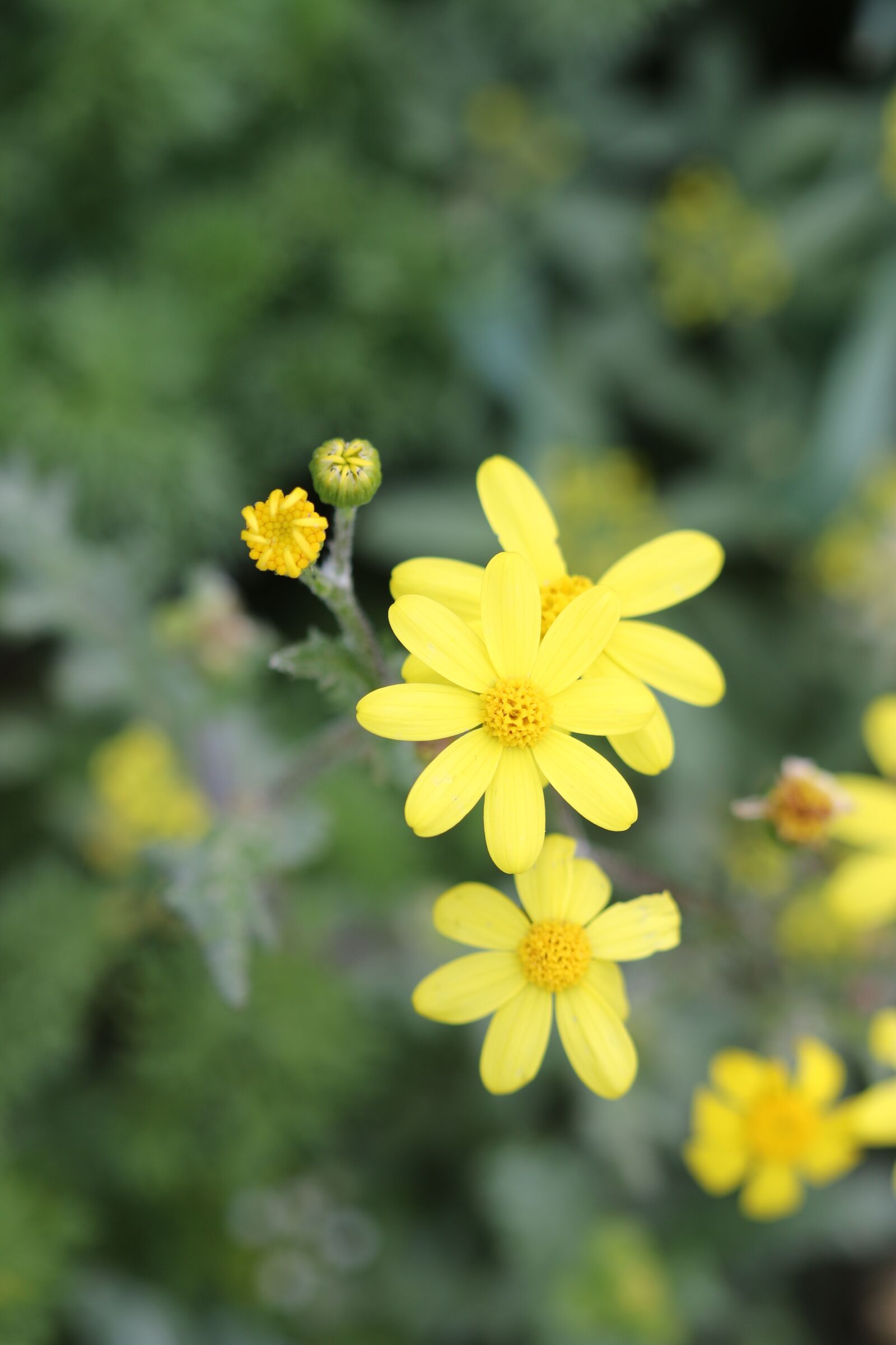 Canon EOS 70D + Canon EF 100mm F2.8 Macro USM sample photo. Green, yellow, flower photography