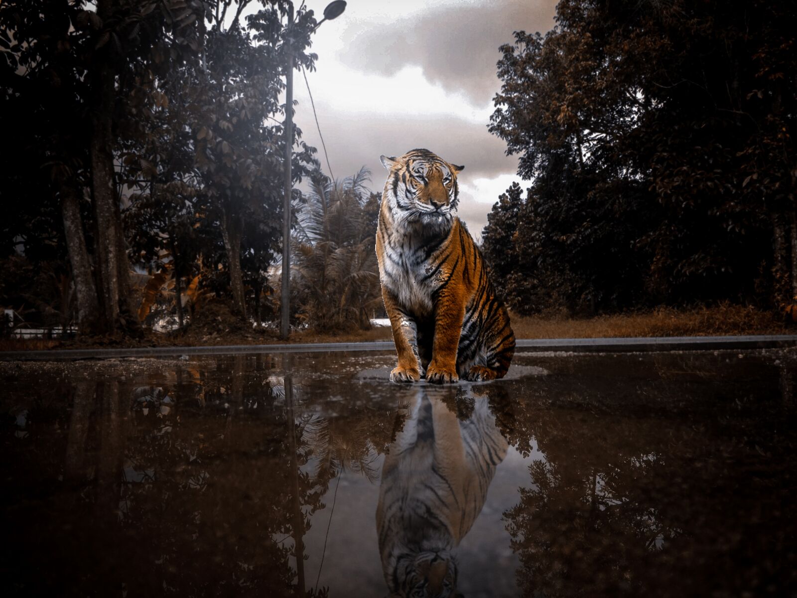 Xiaomi Redmi Note 4 sample photo. Animal, photomanipulation, self photography