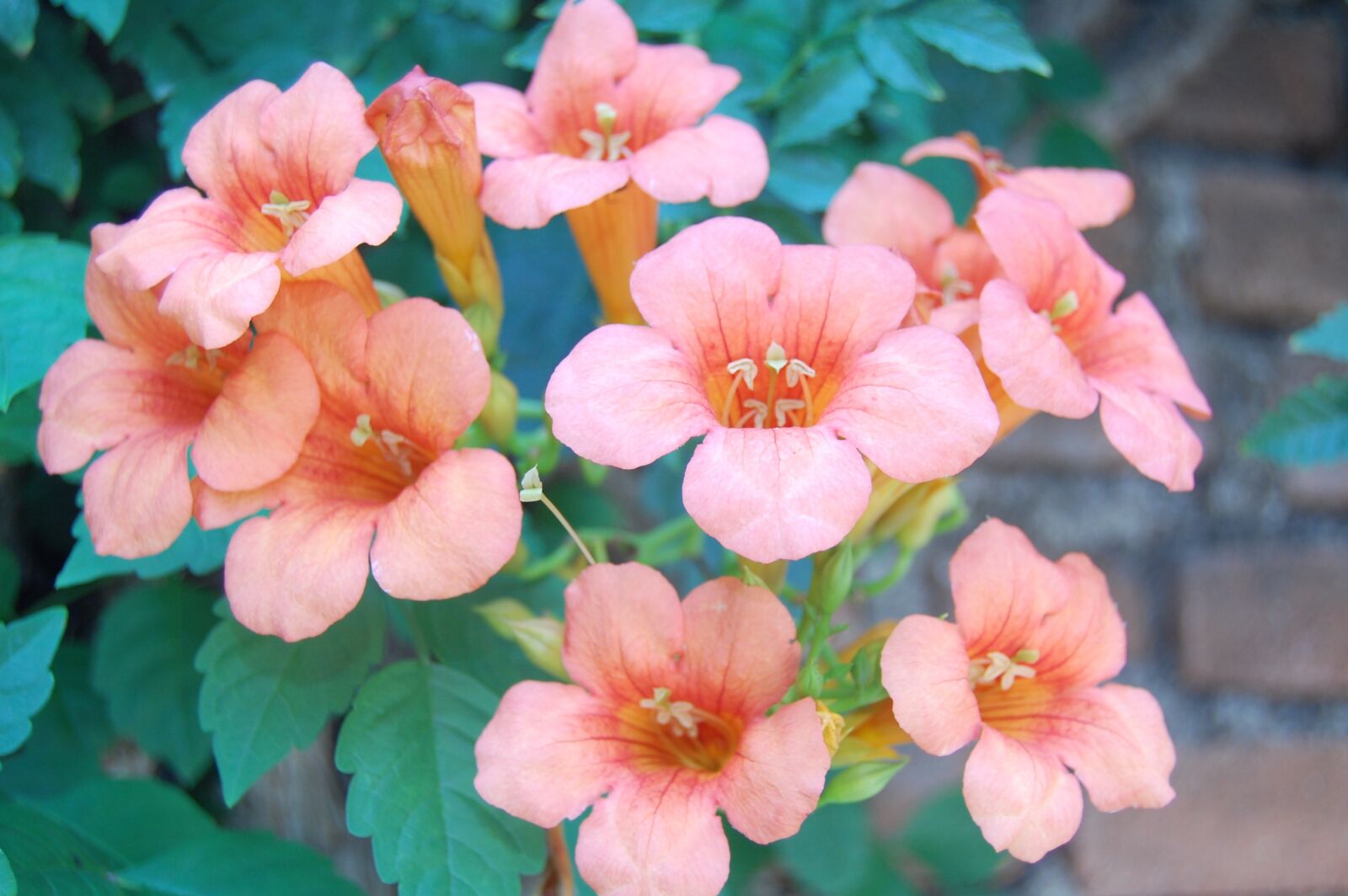 Nikon D40 sample photo. Lower, is, best photography
