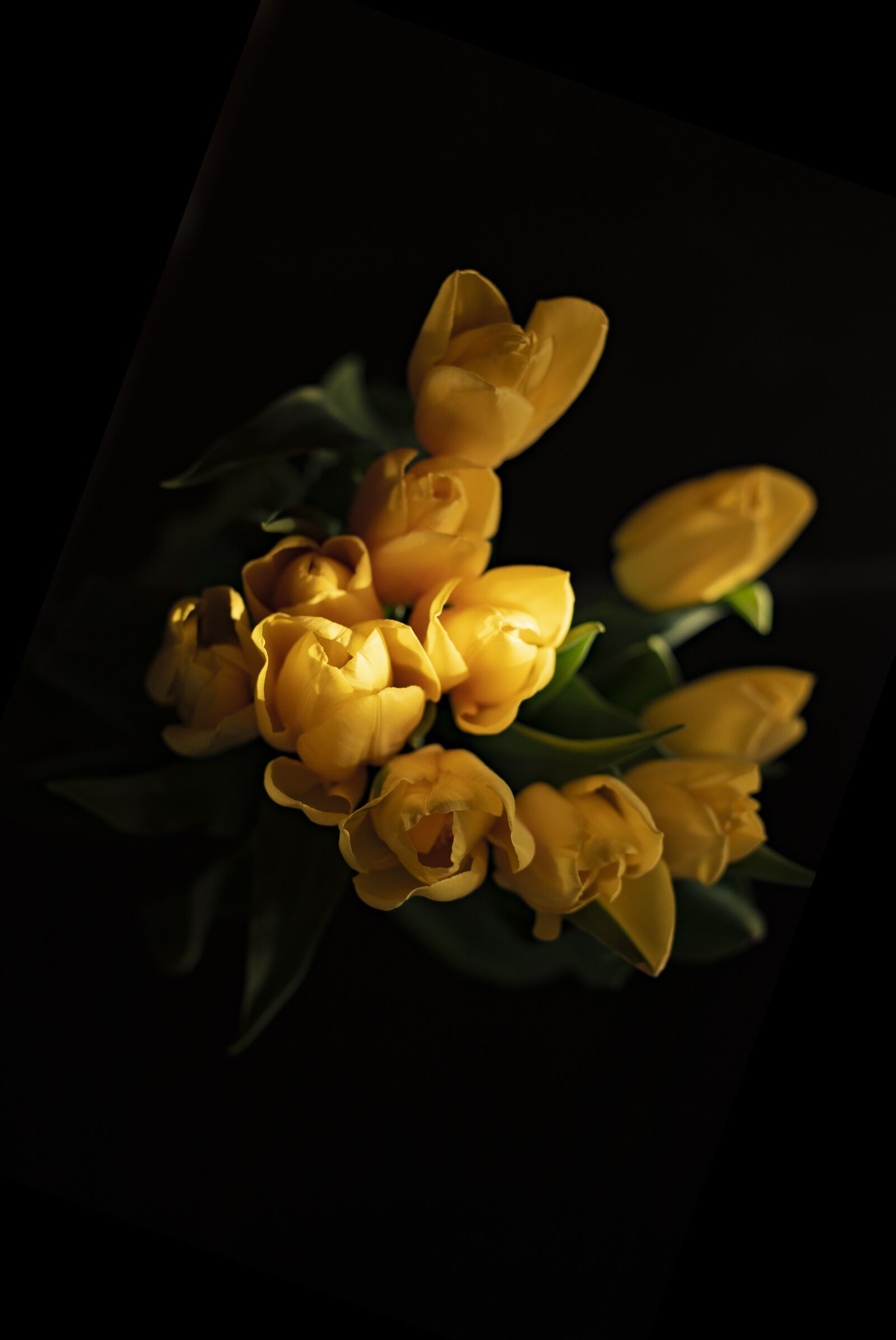 Nikon D750 sample photo. Tulips, yellow tulips, yellow photography