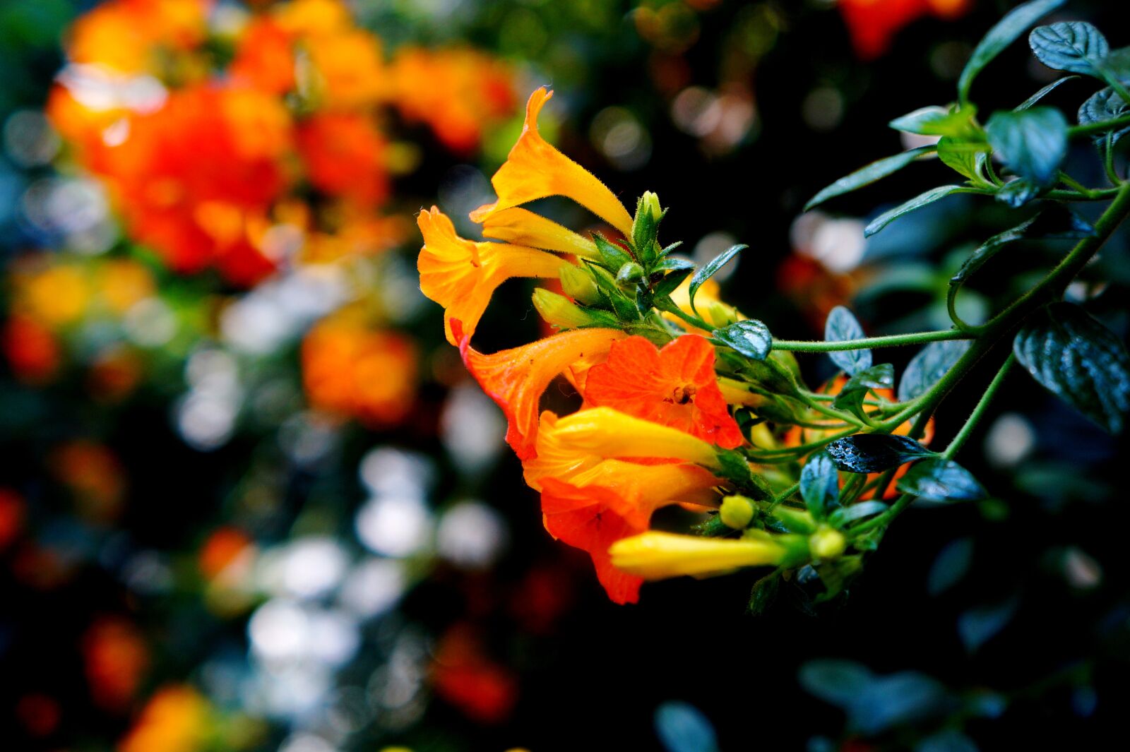 Sony Alpha a3000 sample photo. El salvador, nature, flowers photography