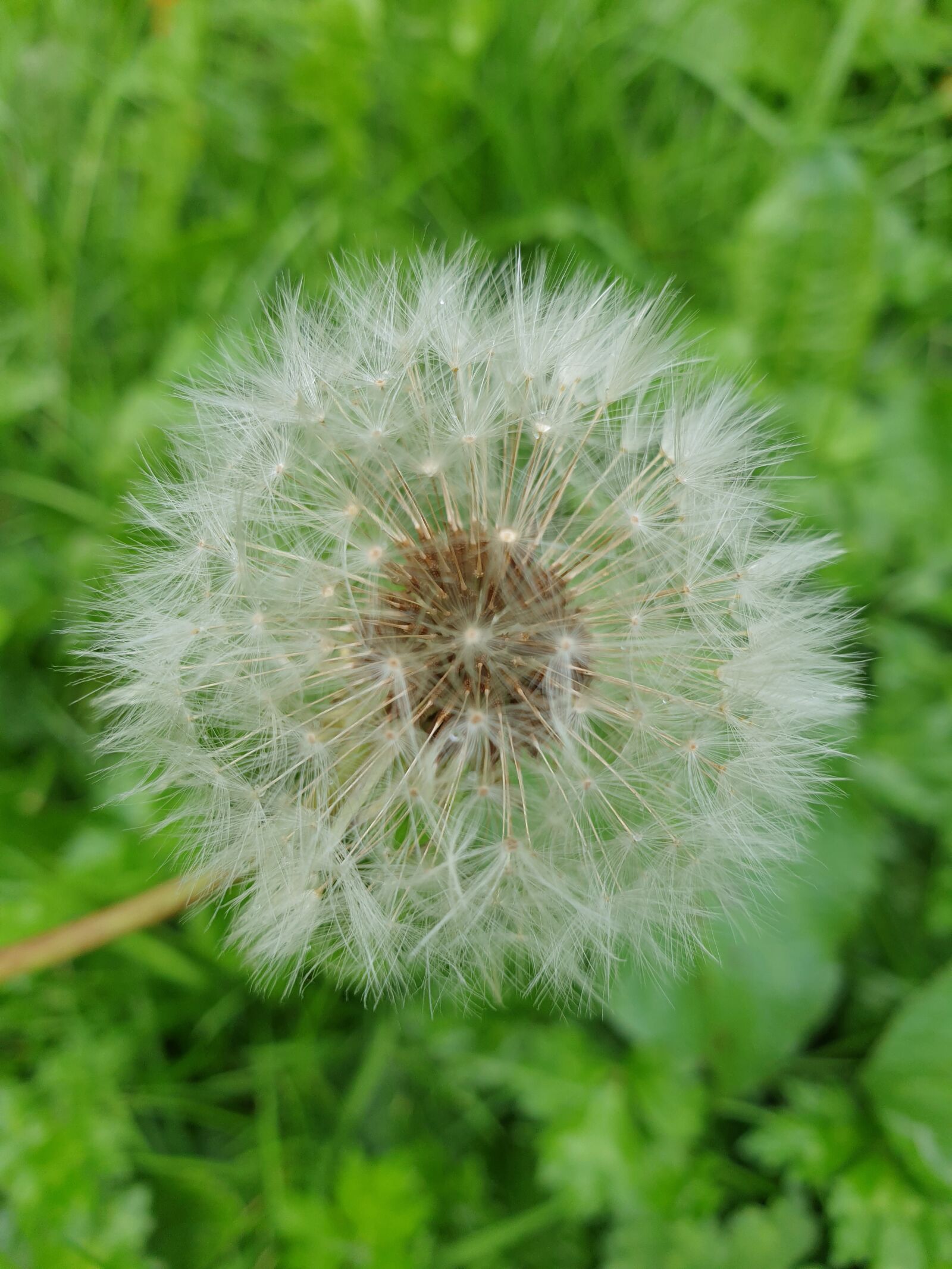 Samsung Galaxy S9 sample photo. Dandelion, dandelion puff, dandelion photography