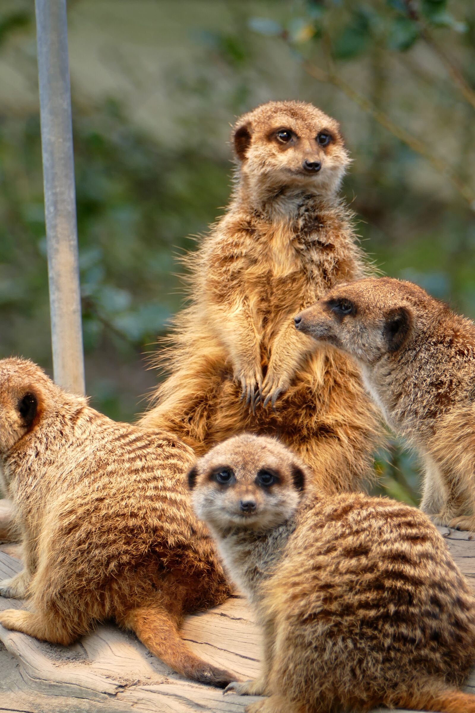 Panasonic Lumix DMC-FZ1000 sample photo. Meerkat, zoo, animals photography