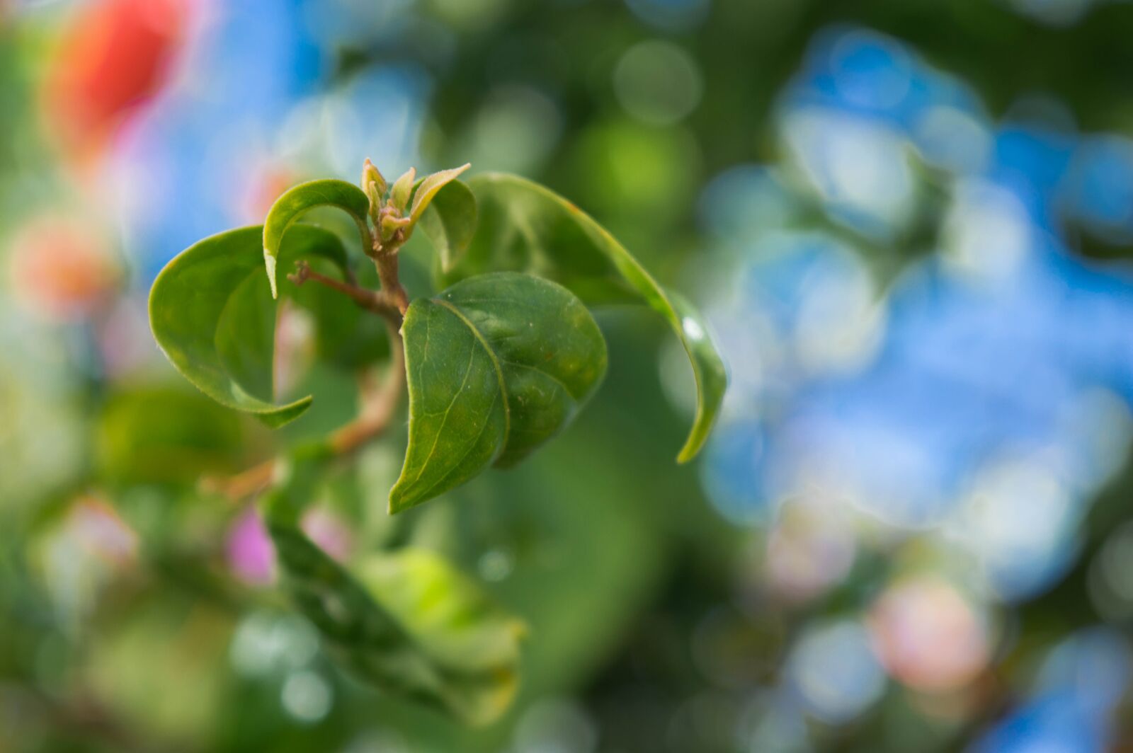 Nikon D3200 sample photo. Flower, nature, green photography