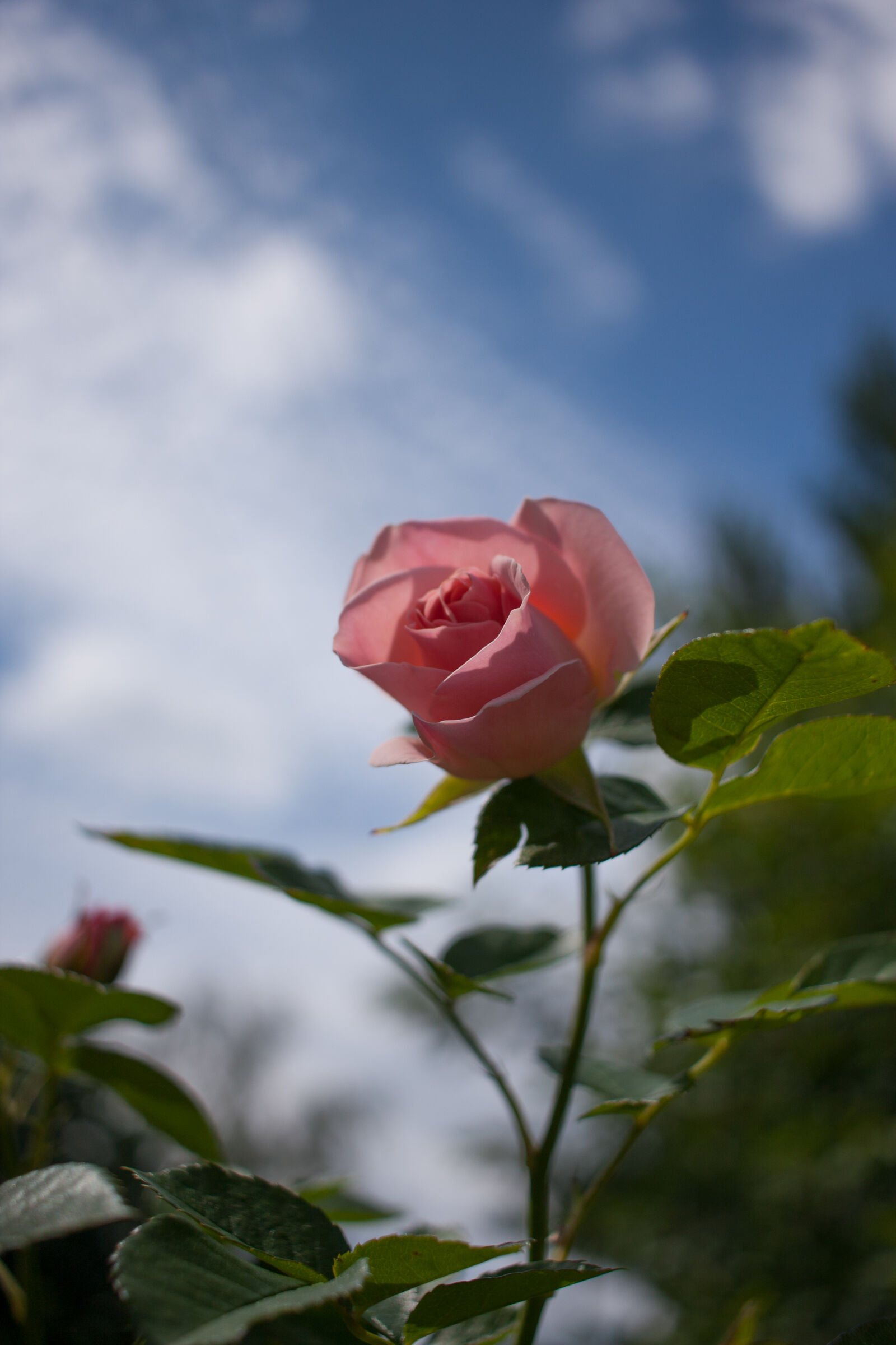 Canon EOS 40D sample photo