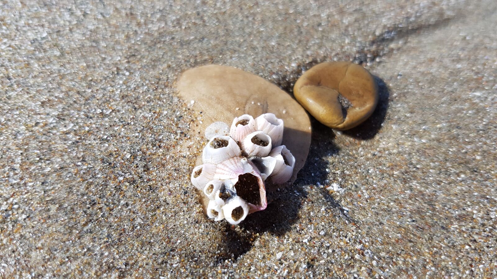 Samsung Galaxy S7 Edge sample photo. Seashell, sand, beach photography
