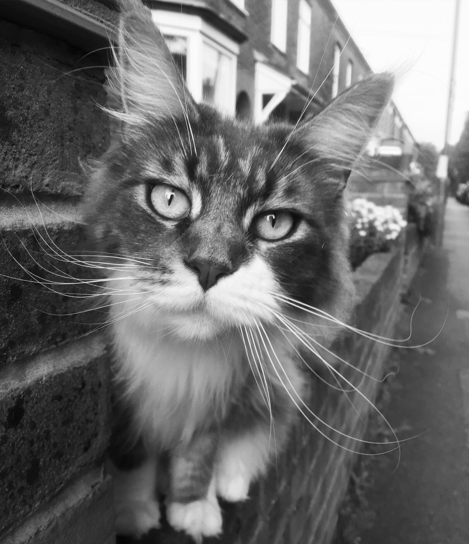 Apple iPhone 6 sample photo. Black, and, white, cat photography