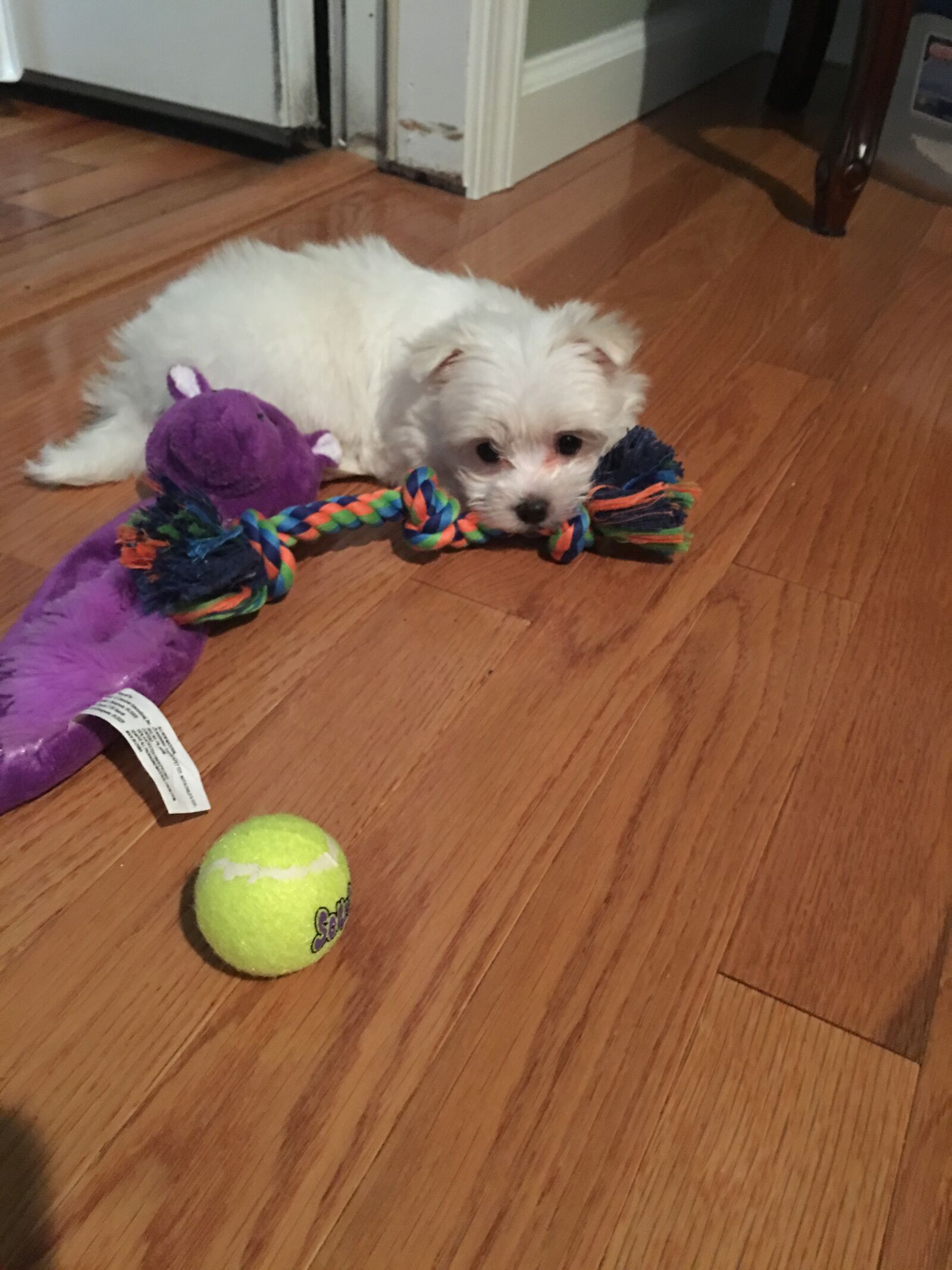 iPhone 6s Plus back camera 4.15mm f/2.2 sample photo. Maltese, dog, puppy photography