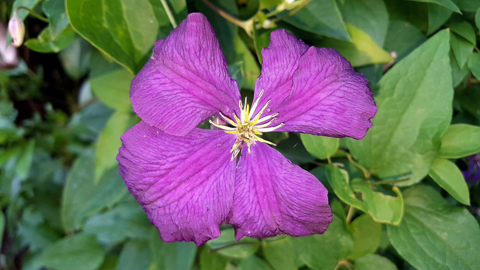 Samsung Galaxy S6 sample photo. Nature, plant, garden photography