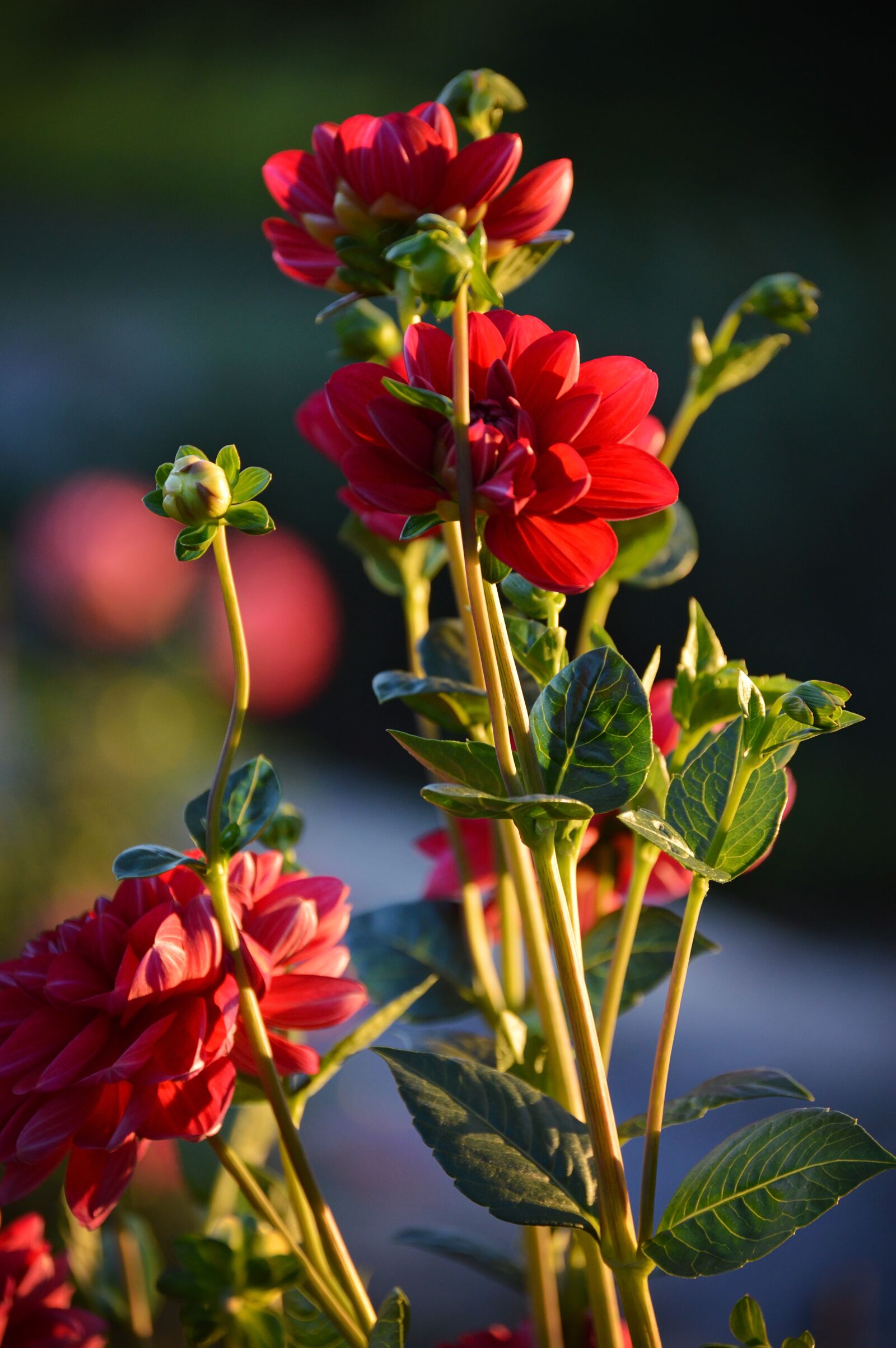 Nikon D3200 sample photo. Dahlia, flower, bloom photography