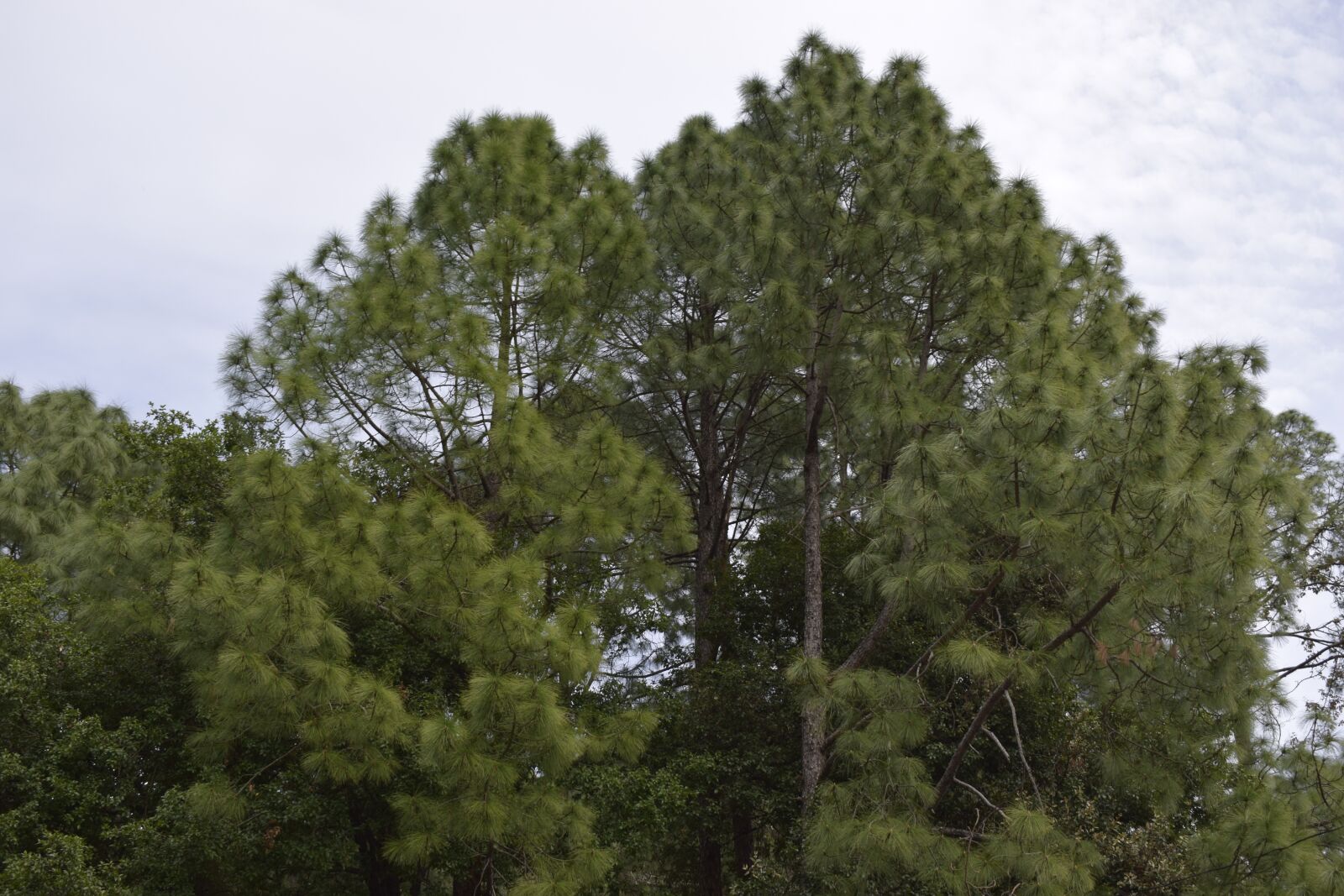 Nikon D5300 sample photo. Sky, tree, nainital photography
