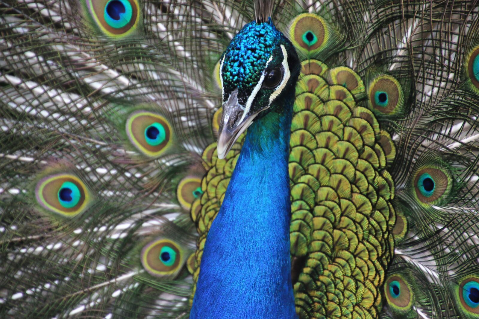 Canon EOS 7D Mark II sample photo. Animal, animal, photography, avian photography