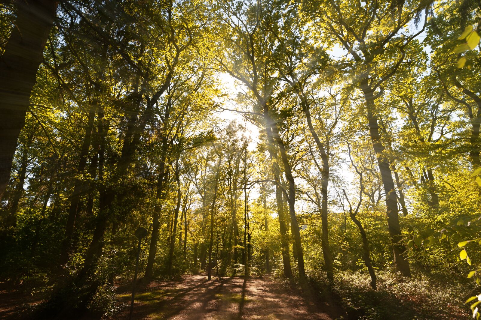 Canon EOS-1D Mark III sample photo. Wood, nature, leaf photography