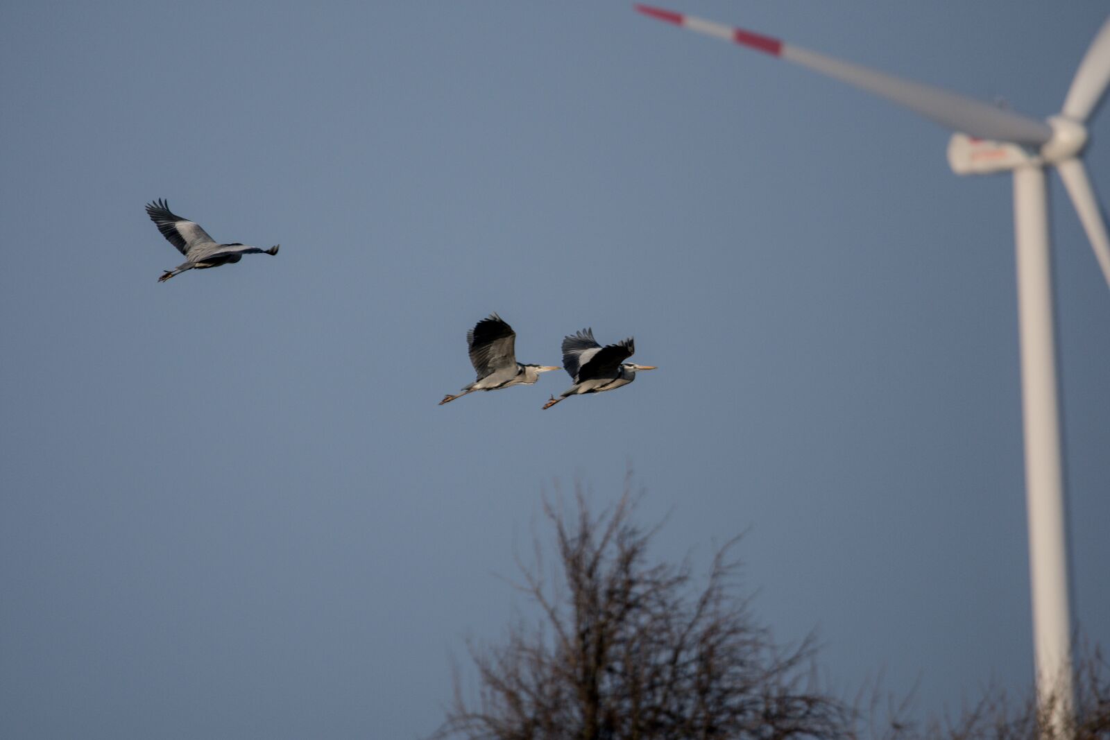 Nikon D7200 sample photo. Pinwheel, nature, crane photography