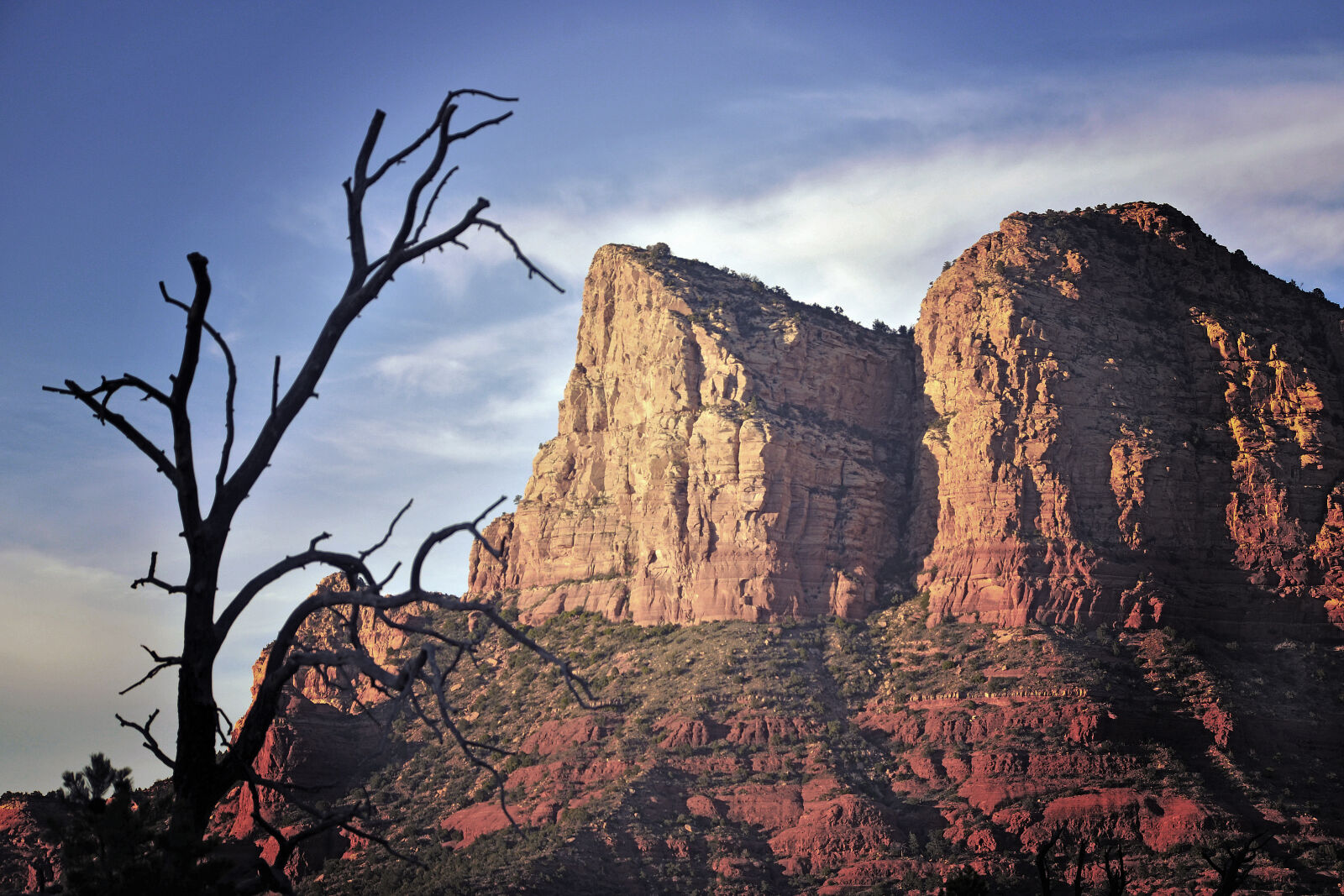 Nikon D600 sample photo. Arizona, branches, canyon, daylight photography