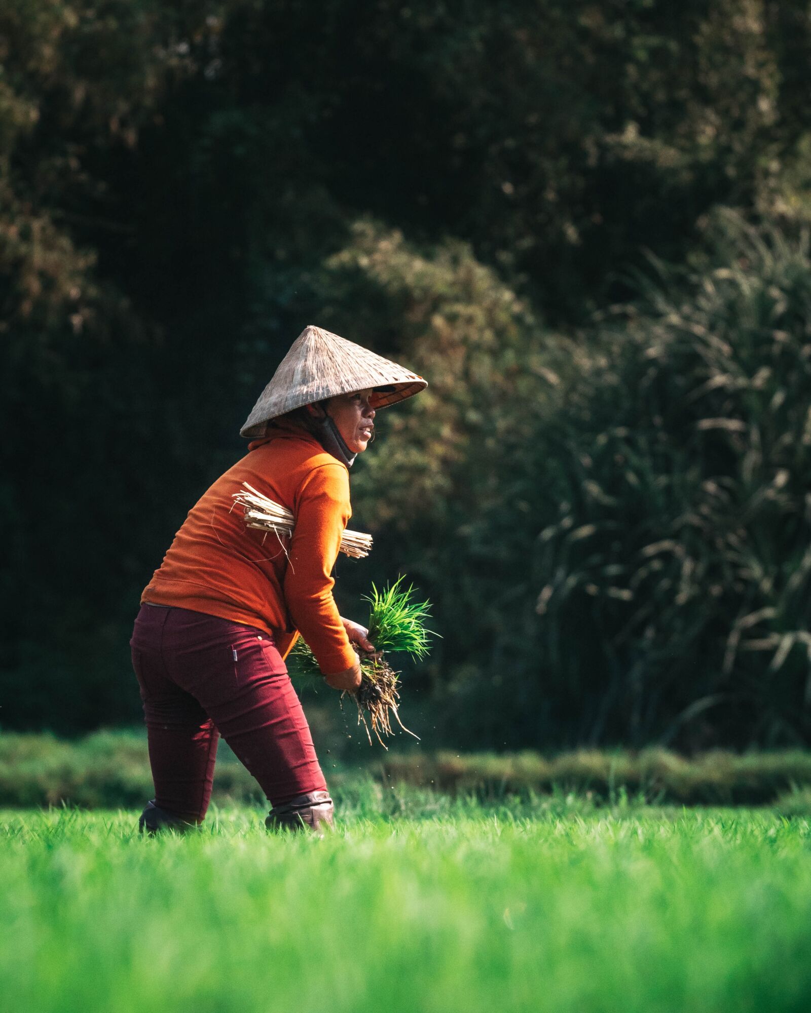 Panasonic Lumix DC-GH5 sample photo. Vietnam, farmer, asia photography