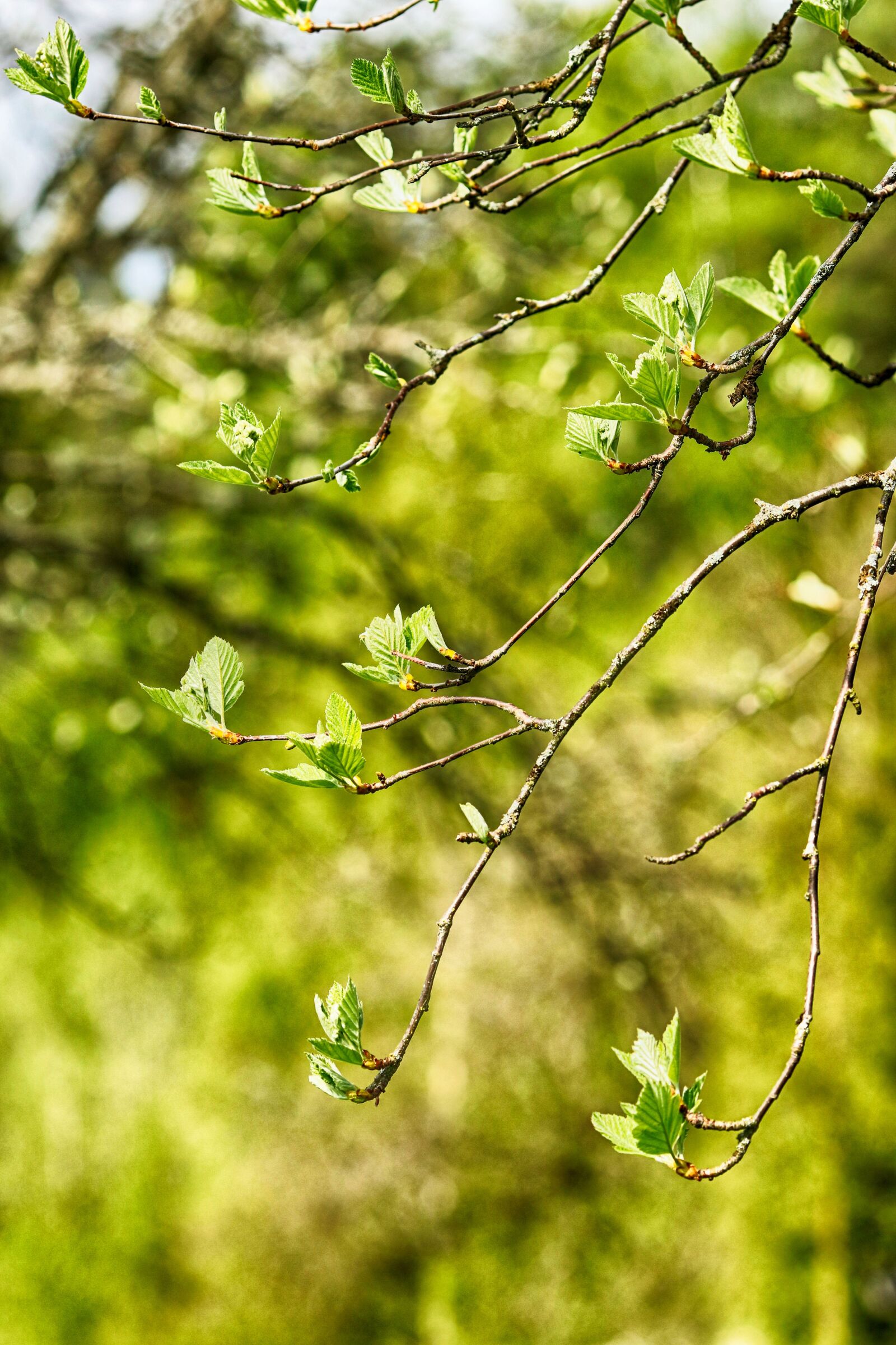 Canon EOS 7D Mark II + Canon EF 135mm F2L USM sample photo. Tree, outdoor, spring photography