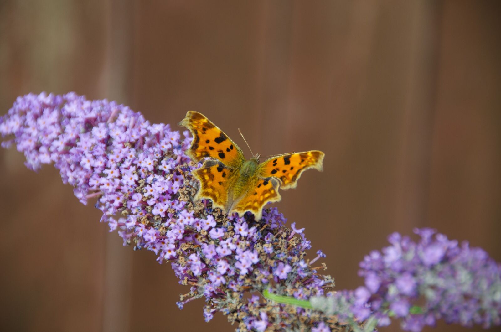 Nikon D5100 sample photo. Butterfly, flower, pollination photography