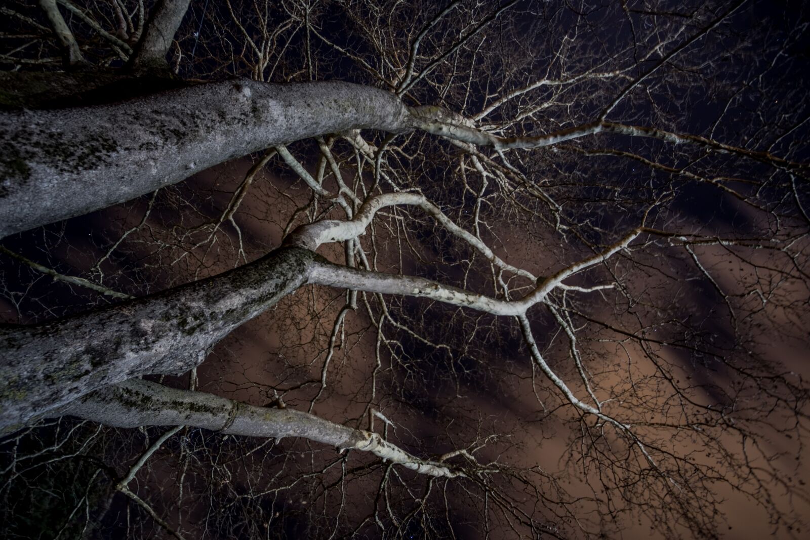 Fujifilm X-T20 sample photo. Branches, night, sky photography