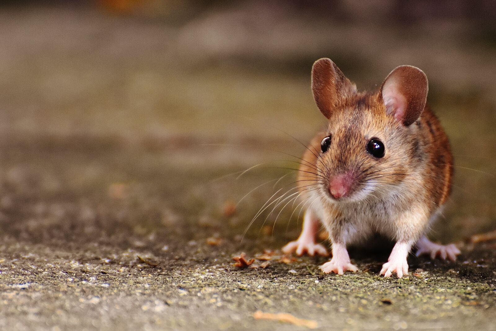 Nikon D7200 sample photo. Mouse, rodent, cute photography