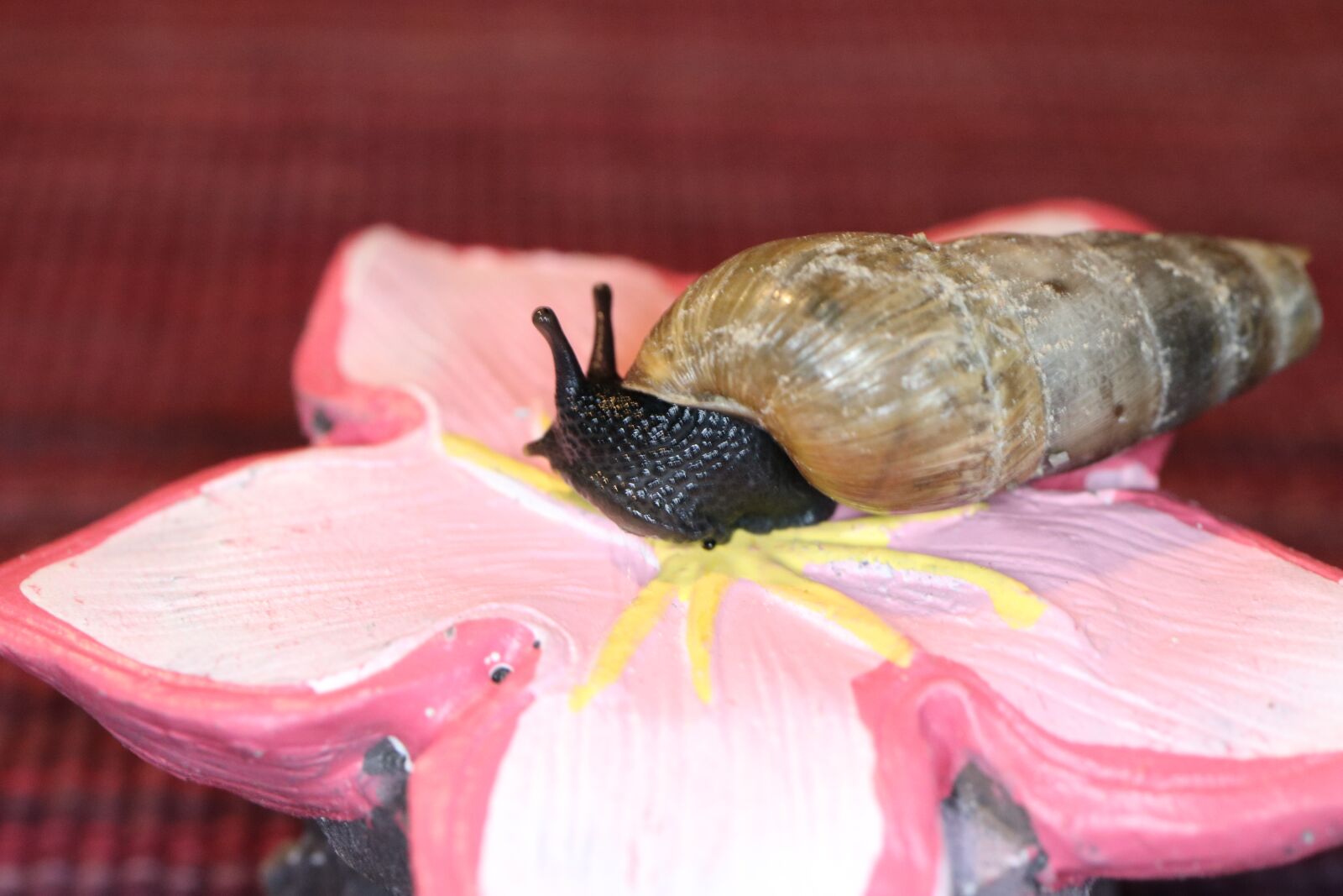Canon EF-S 35mm F2.8 Macro IS STM sample photo. Nature, snail, shell photography