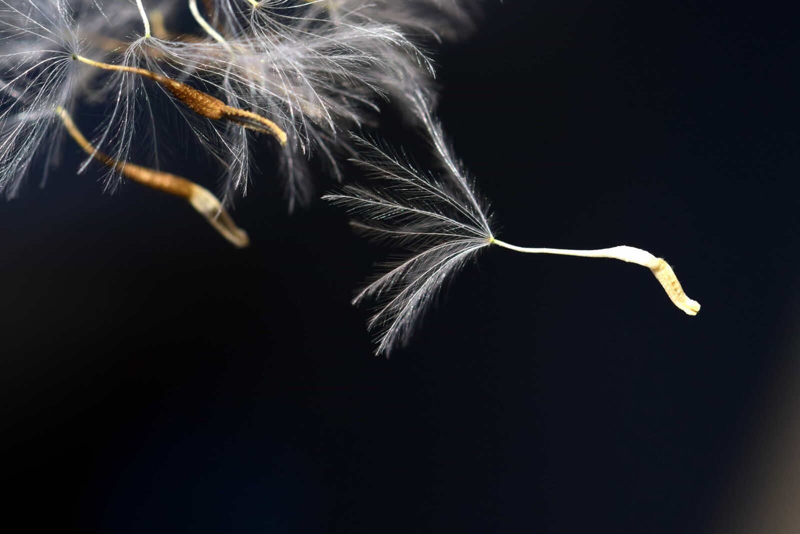 Nikon D3300 sample photo. Dandelion, seed, plant, flower photography
