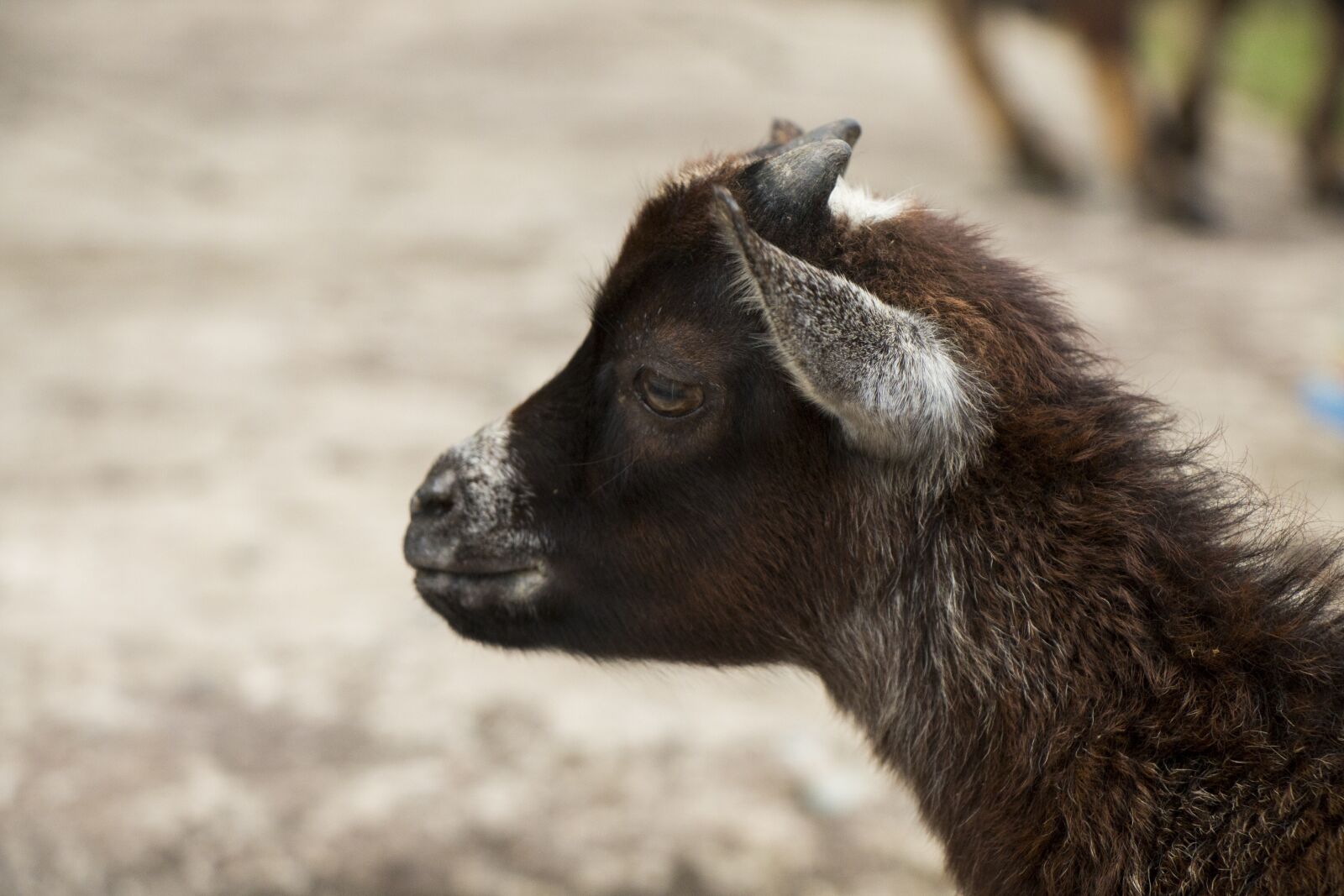 Canon EOS 70D sample photo. Goat, animal, a small photography