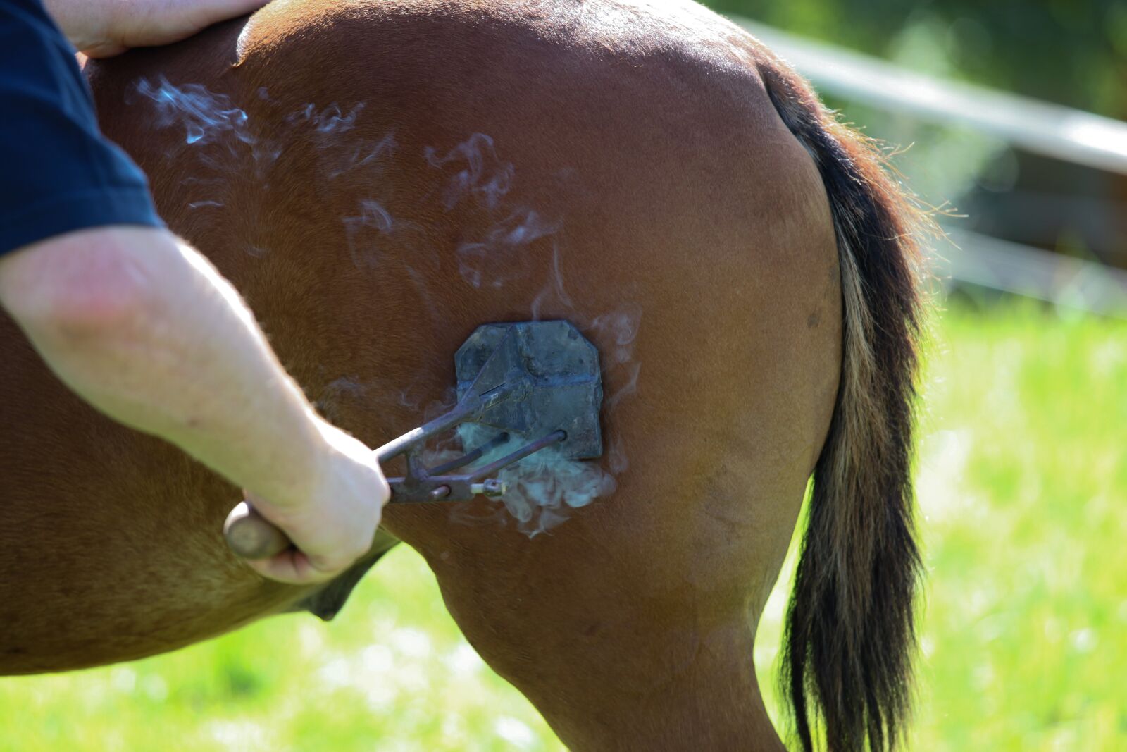 Canon EOS 5D Mark II + Canon EF 70-200mm F4L IS USM sample photo. Horse, brand, craft photography