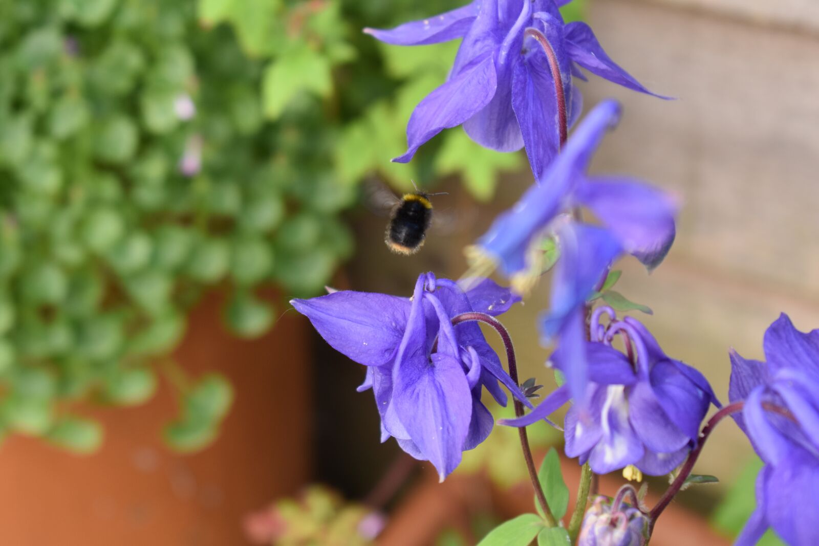 Nikon D3500 sample photo. Bee, flowers, insect photography