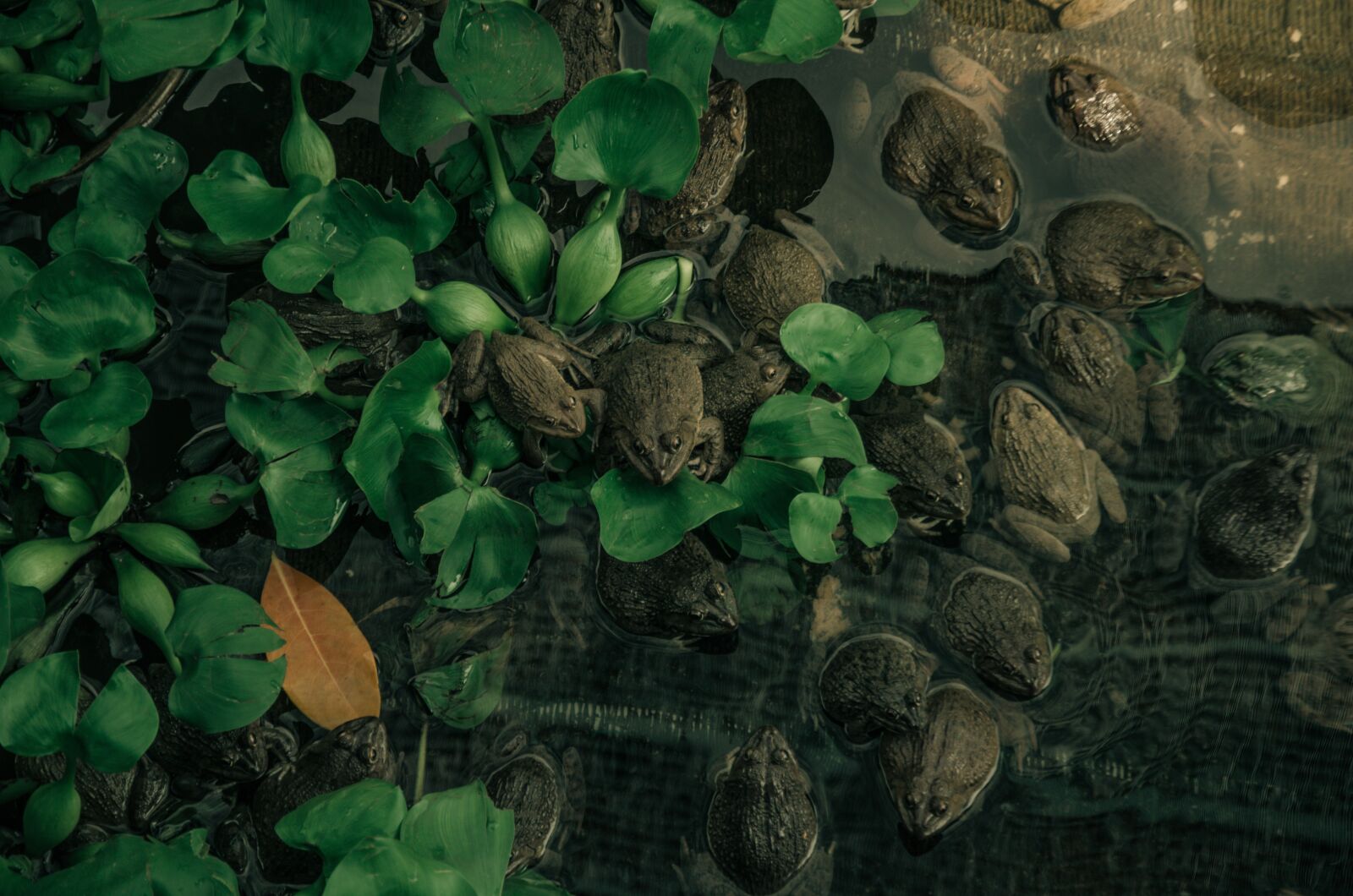 Nikon D7000 sample photo. Frog, ao, reflect photography