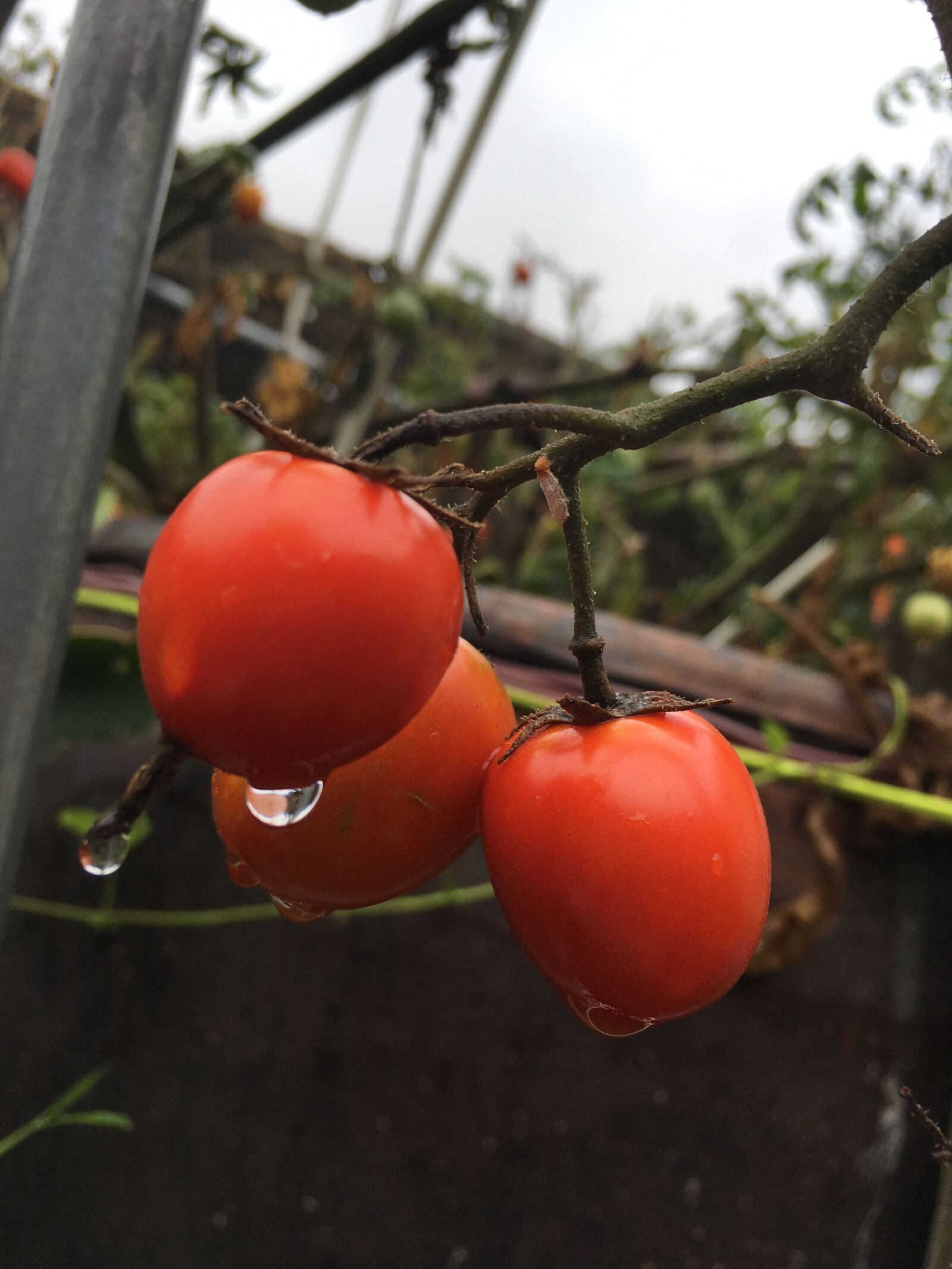 Apple iPhone 6s Plus sample photo. Small tomato, rain, small photography