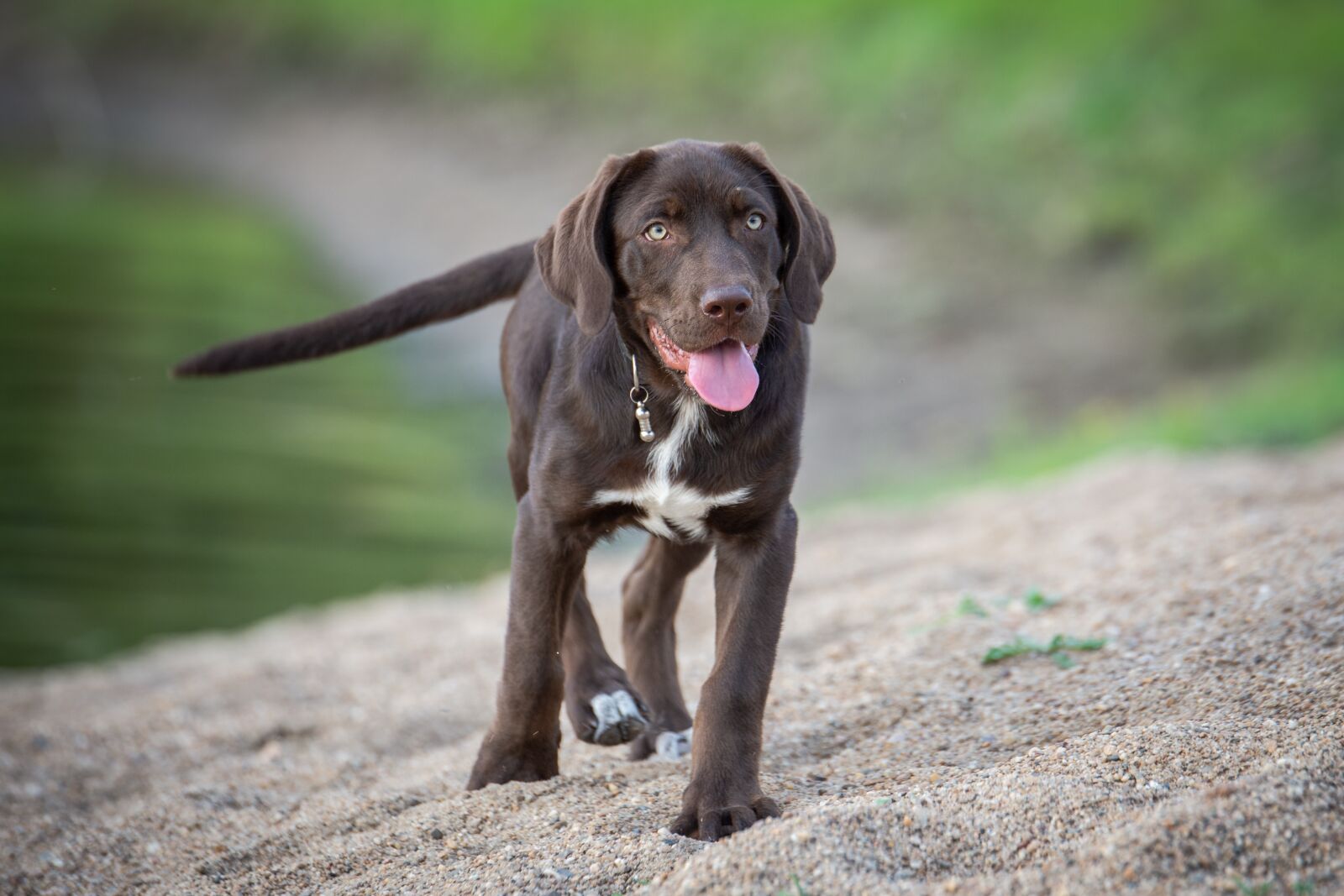 Tamron SP 70-200mm F2.8 Di VC USD sample photo. Dog, labrador, puppy photography